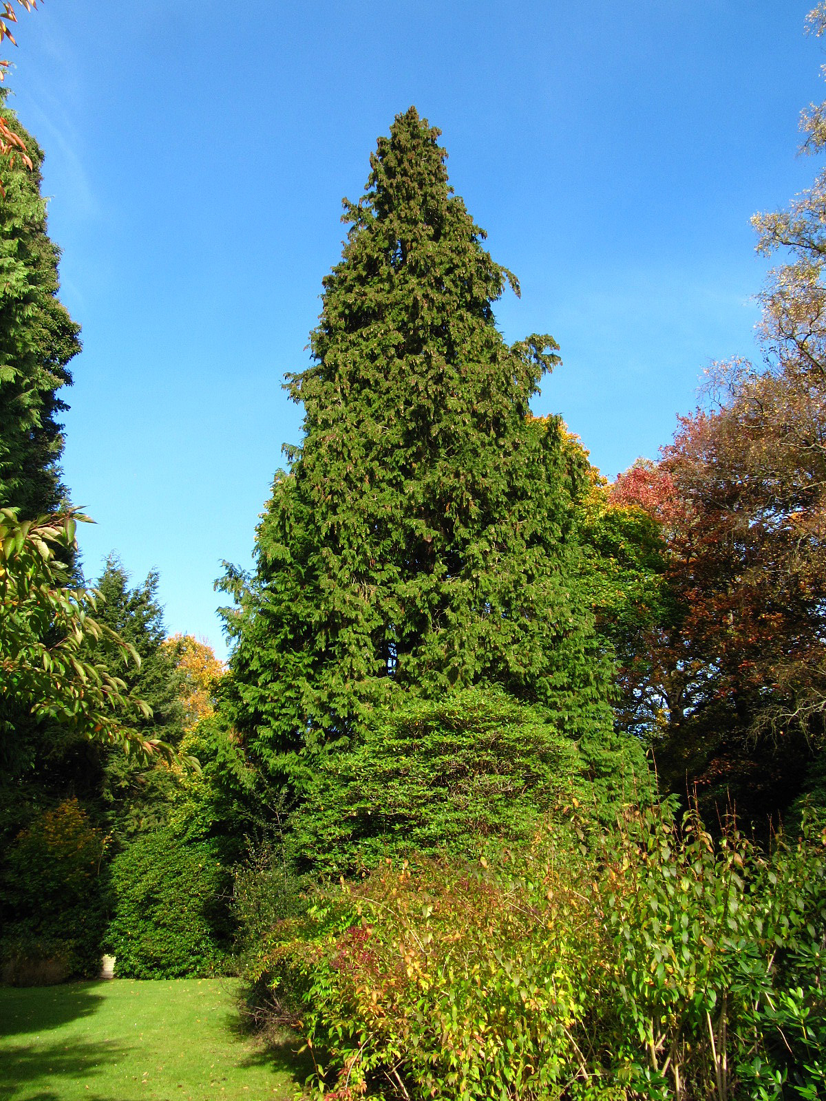 Chamaecyparis lawsoniana - Ohlsdorfer Friedhof - Okt. 2025