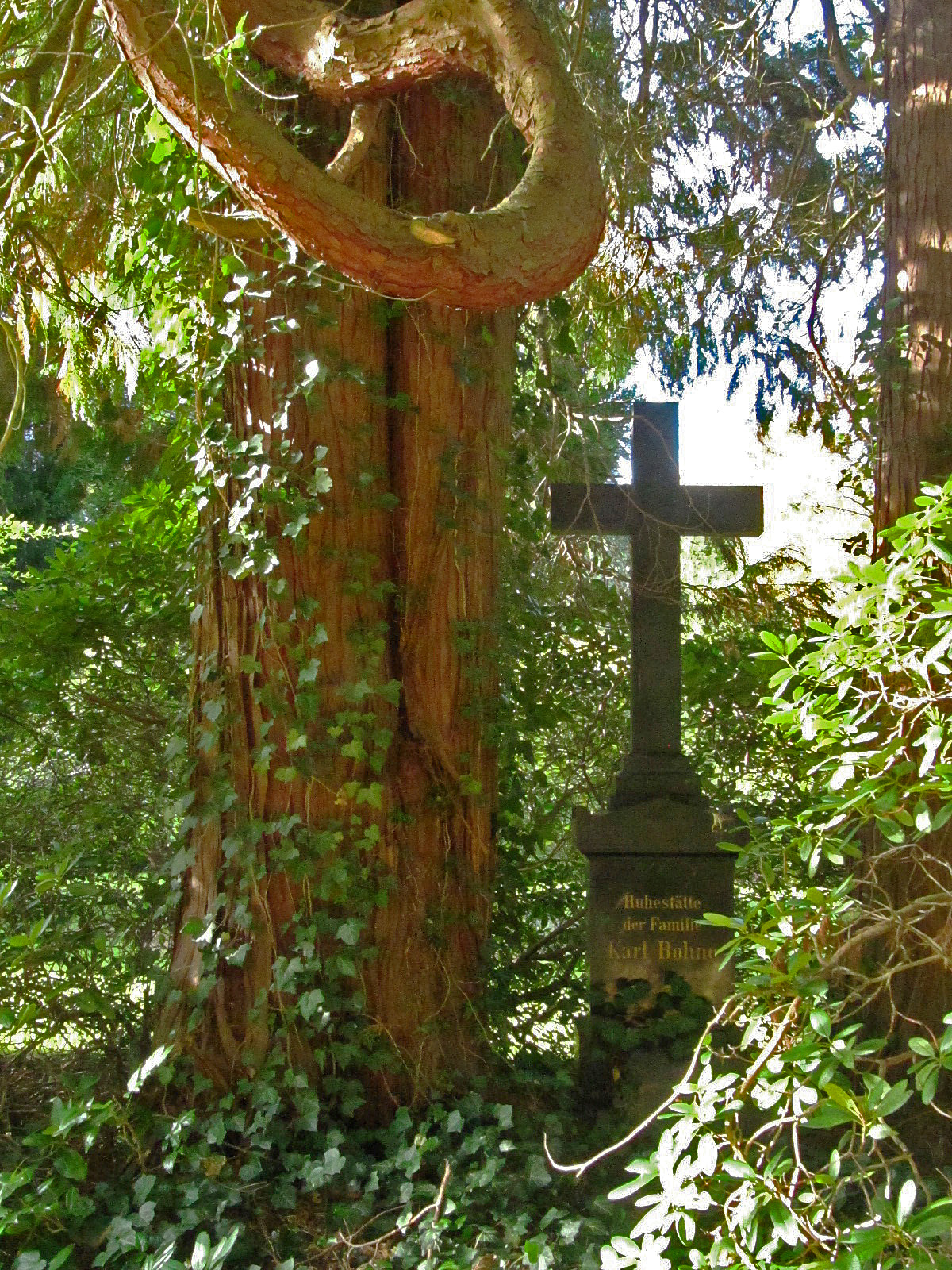 Chamaecyparis lawsoniana - Ohlsdorfer Friedhof - Okt. 2025