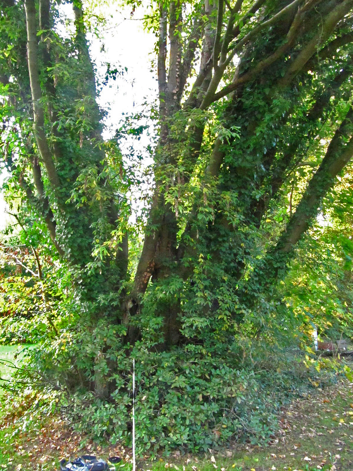 Laburnum anagyroides - Ohlsdorfer Friedhof - Okt. 2025