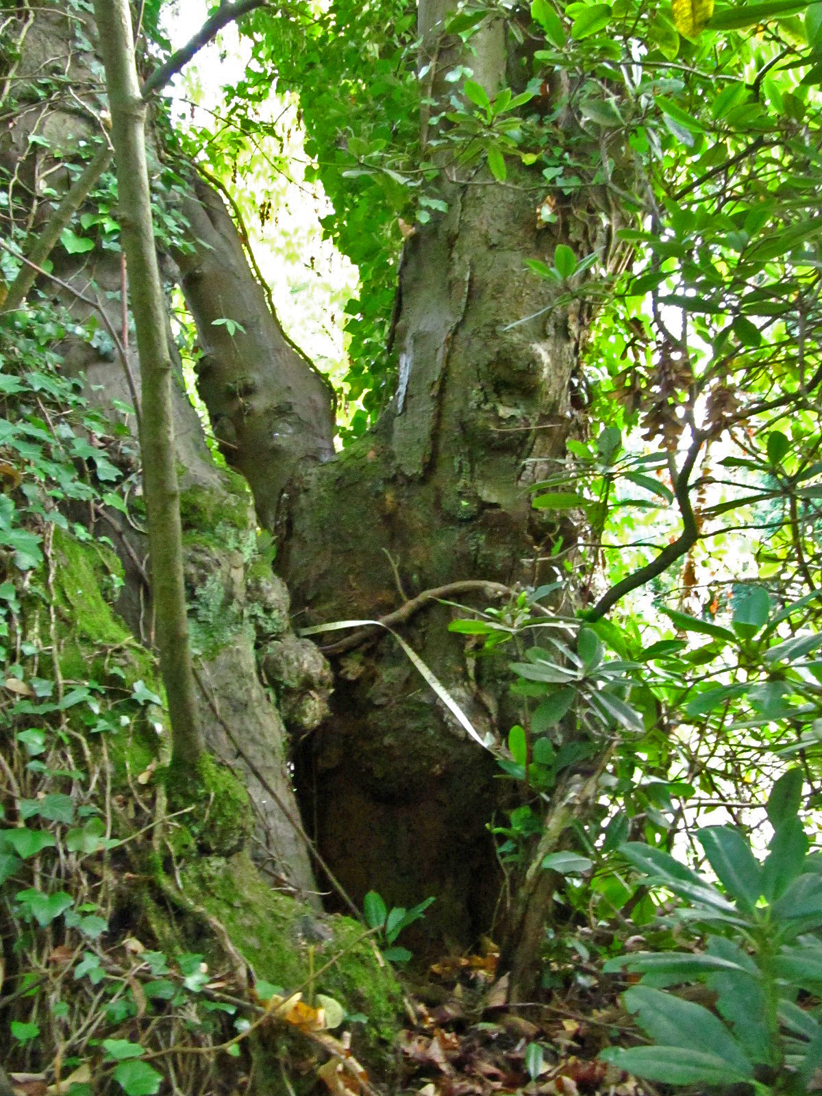 Laburnum anagyroides - Ohlsdorfer Friedhof - Okt. 2025