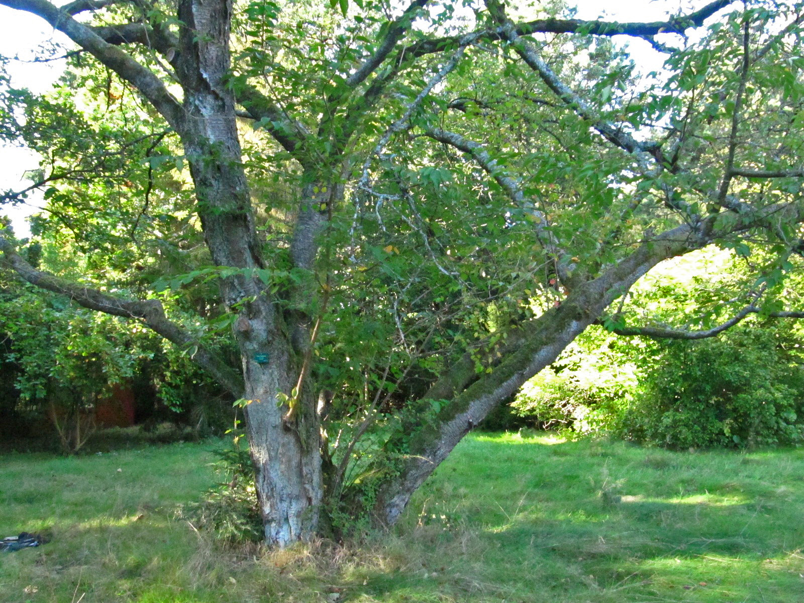 'Accolade' × subhirtella Prunus