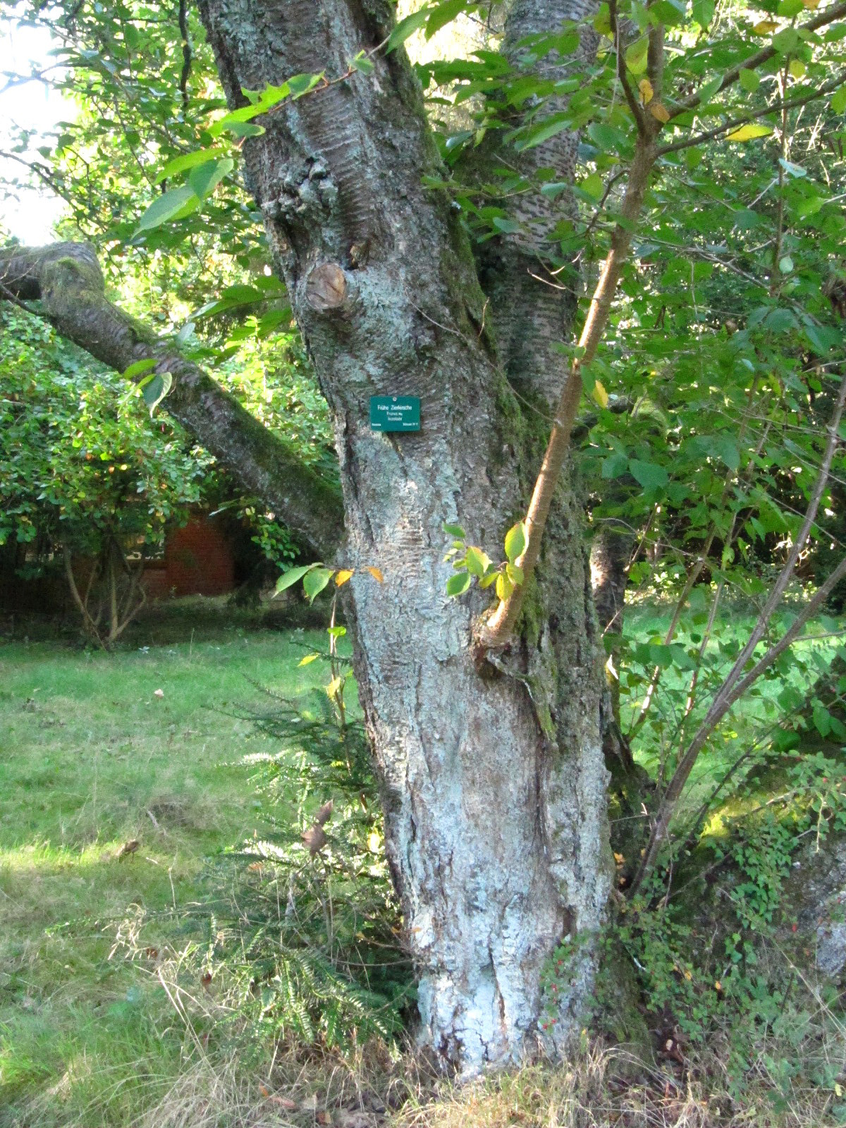 Prunus × subhirtella 'Accolade' - Ohlsdorfer Friedhof - Okt. 2025