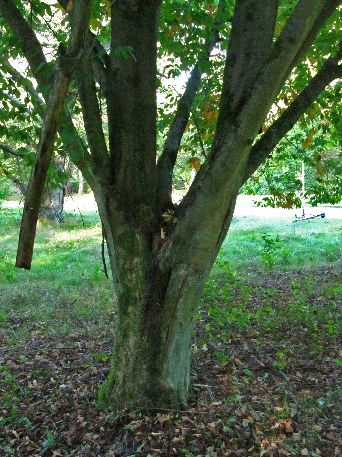 Fagus engleriana - Ohlsdorfer Friedhof - Okt. 2025