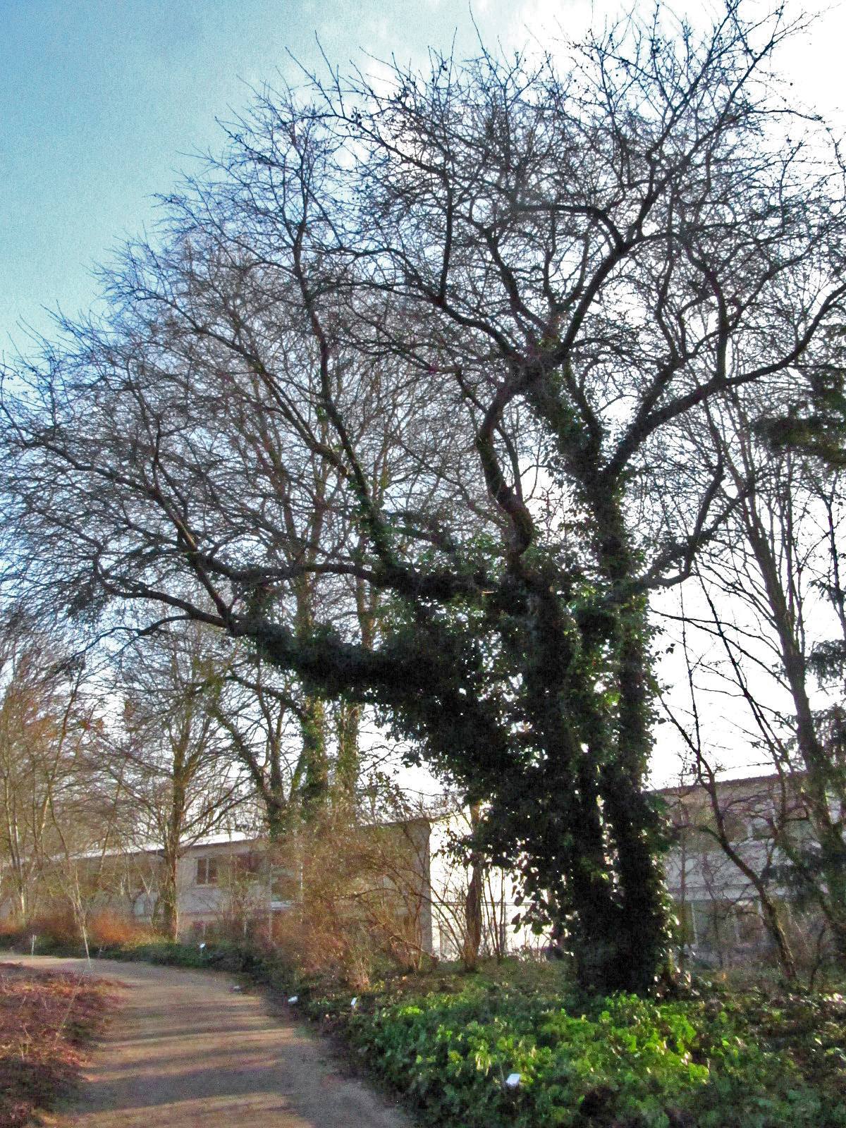 Malus × zumi - Botanischer Garten Hamburg - Jan. 2026