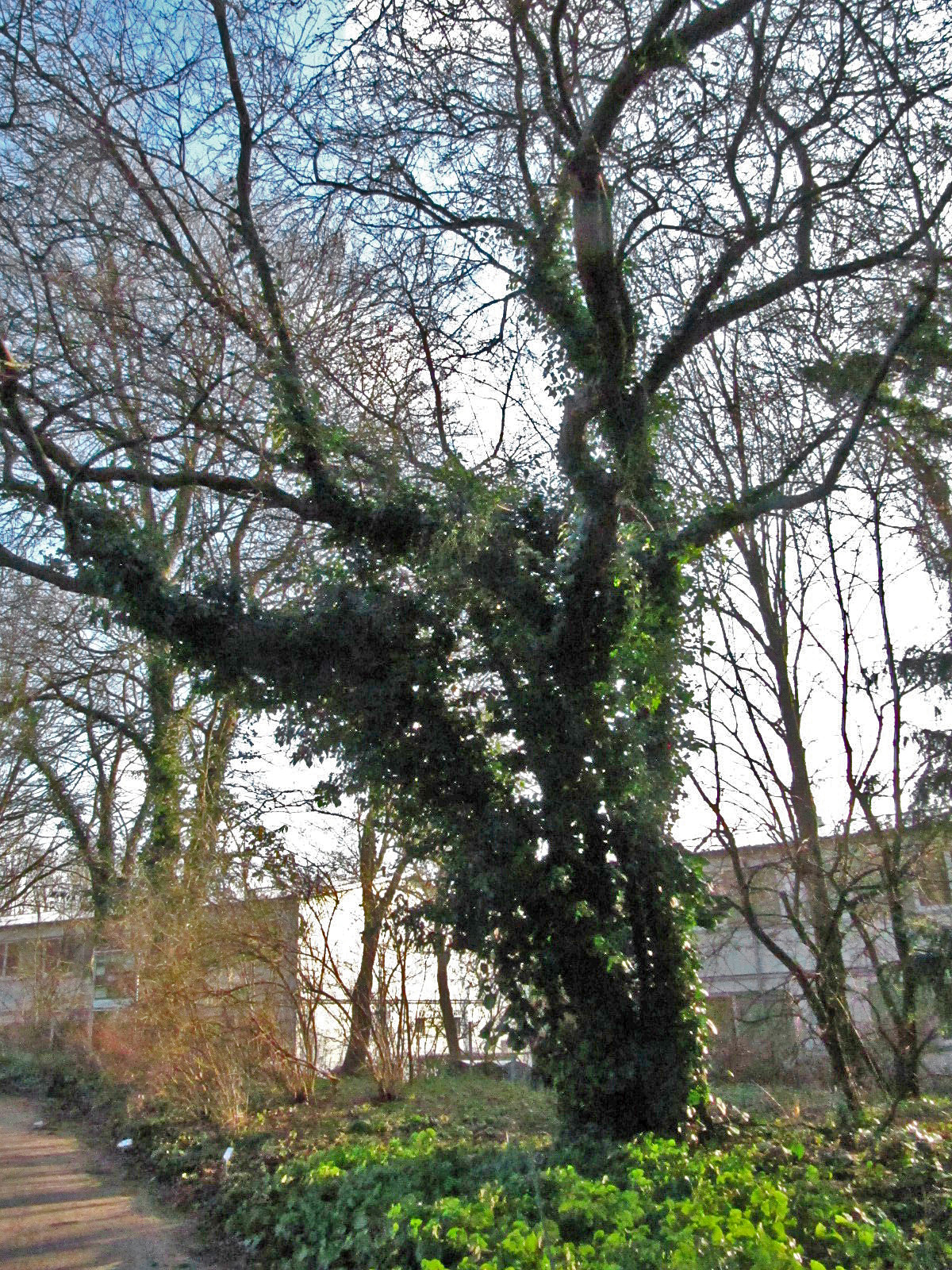 Malus × zumi - Botanischer Garten Hamburg - Jan. 2026