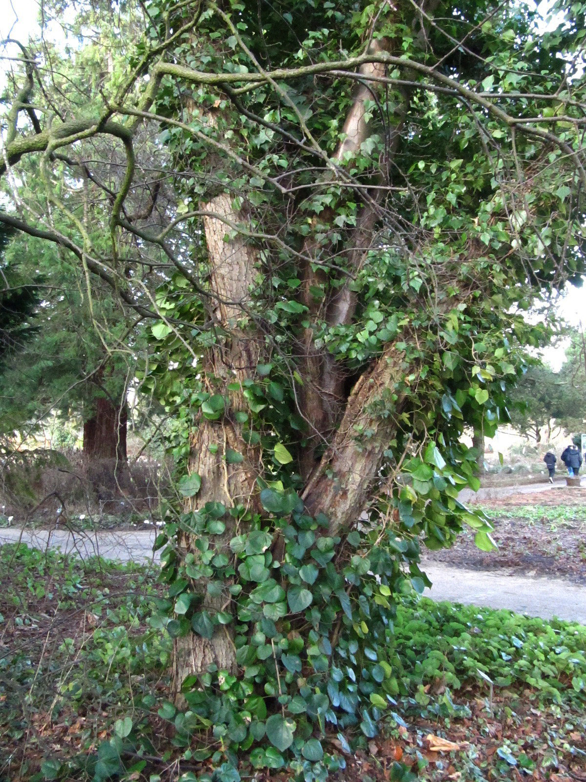 Malus × zumi - Botanischer Garten Hamburg - Jan. 2026