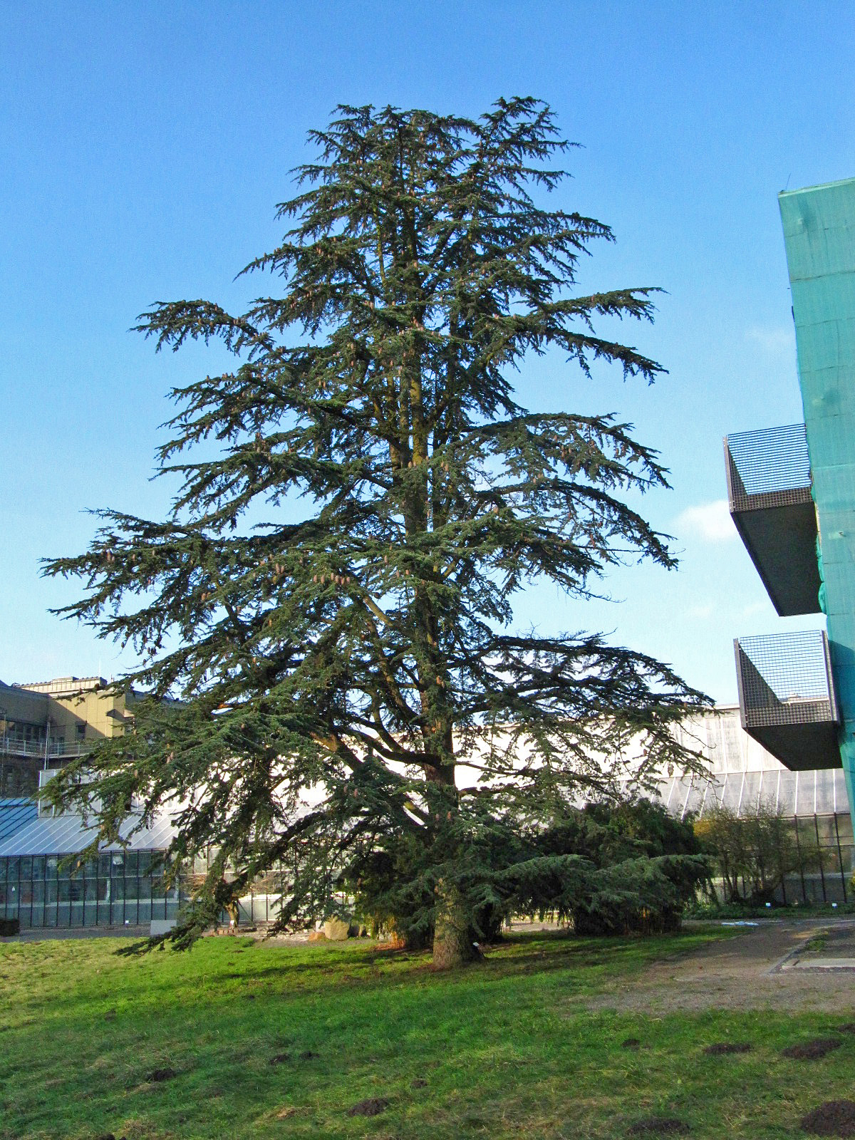 Cedrus libani var. stenocoma