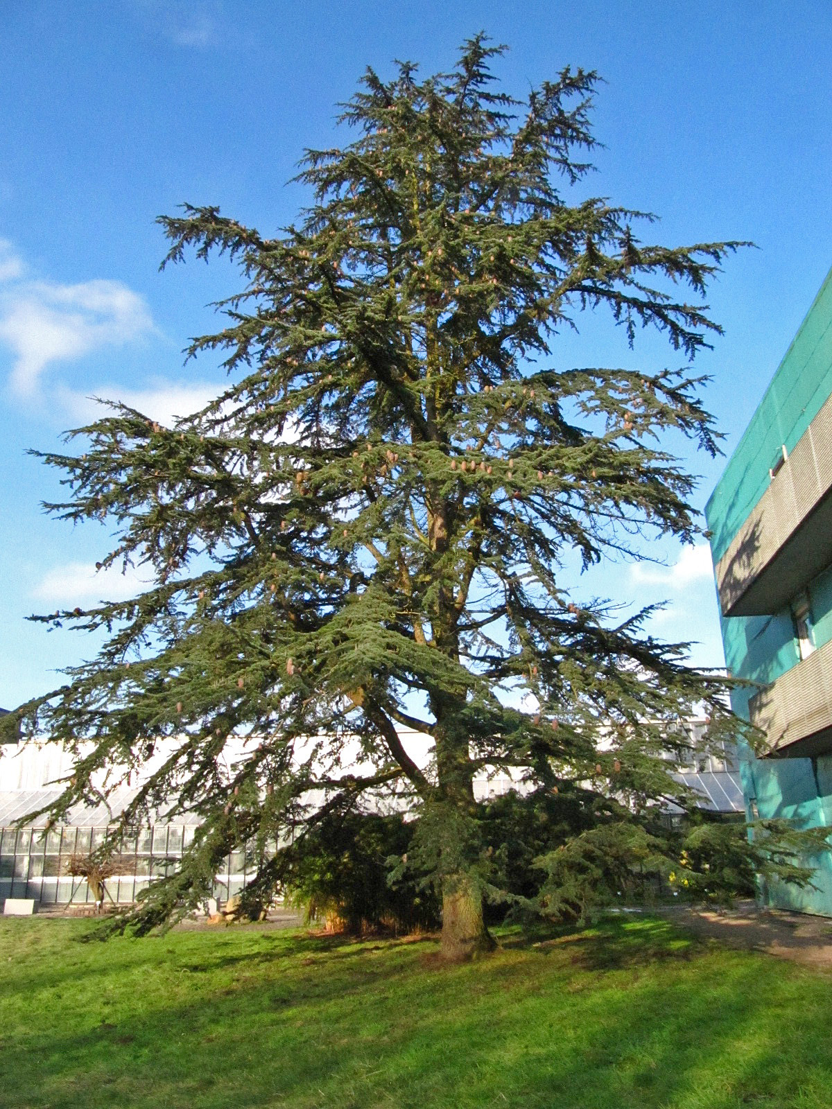 Cedrus libani var. stenocoma - Botanischer Garten Hamburg - Jan. 2026