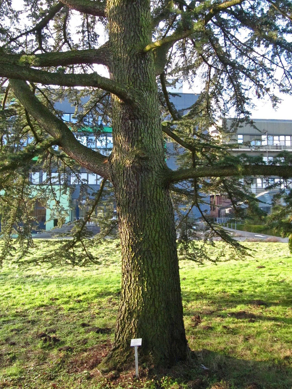Cedrus libani var. stenocoma - Botanischer Garten Hamburg - Jan. 2026
