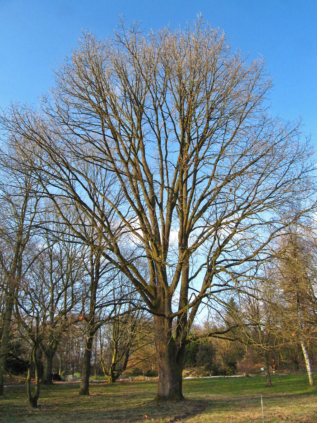 Quercus frainetto - Botanischer Garten Hamburg - Jan. 2026