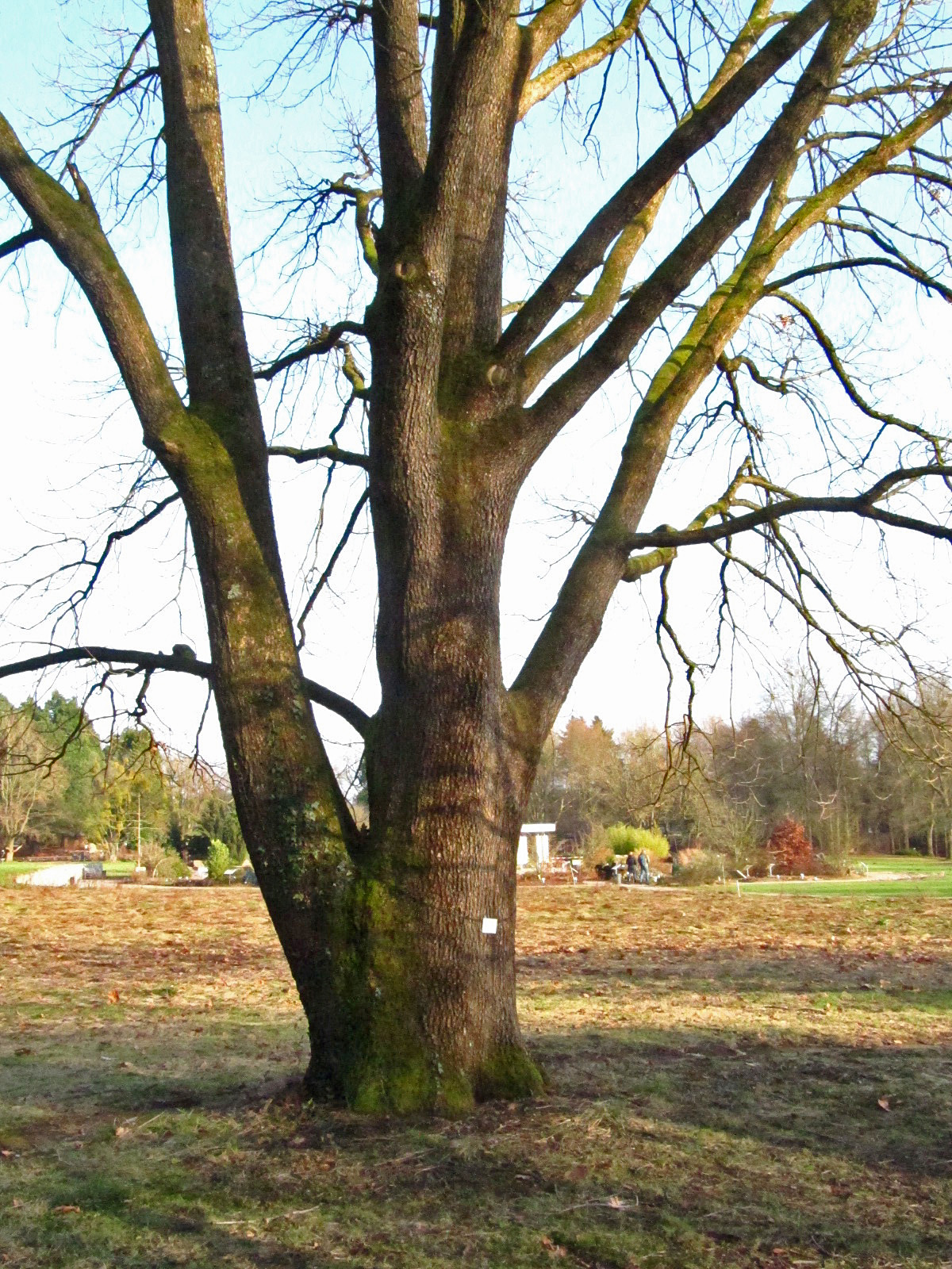 Quercus frainetto - Botanischer Garten Hamburg - Jan. 2026