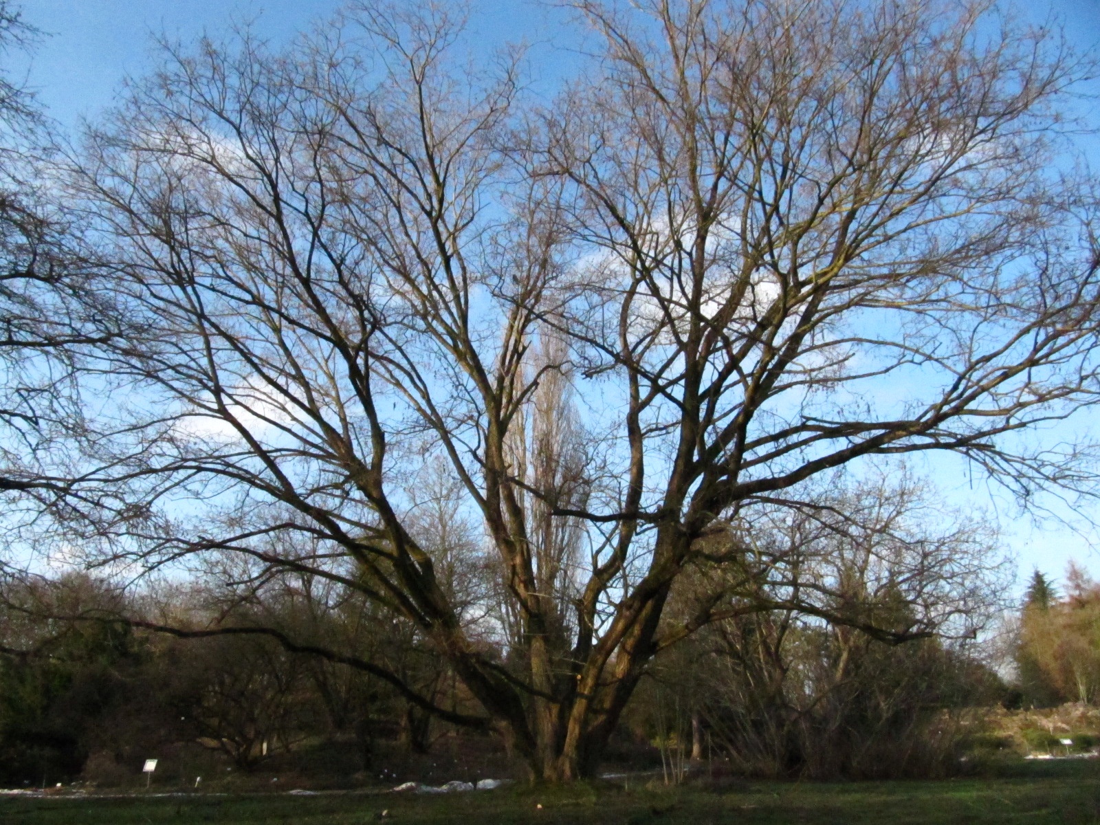 Pterocarya stenoptera - Bot. Garten Hamburg - Jan. 2025