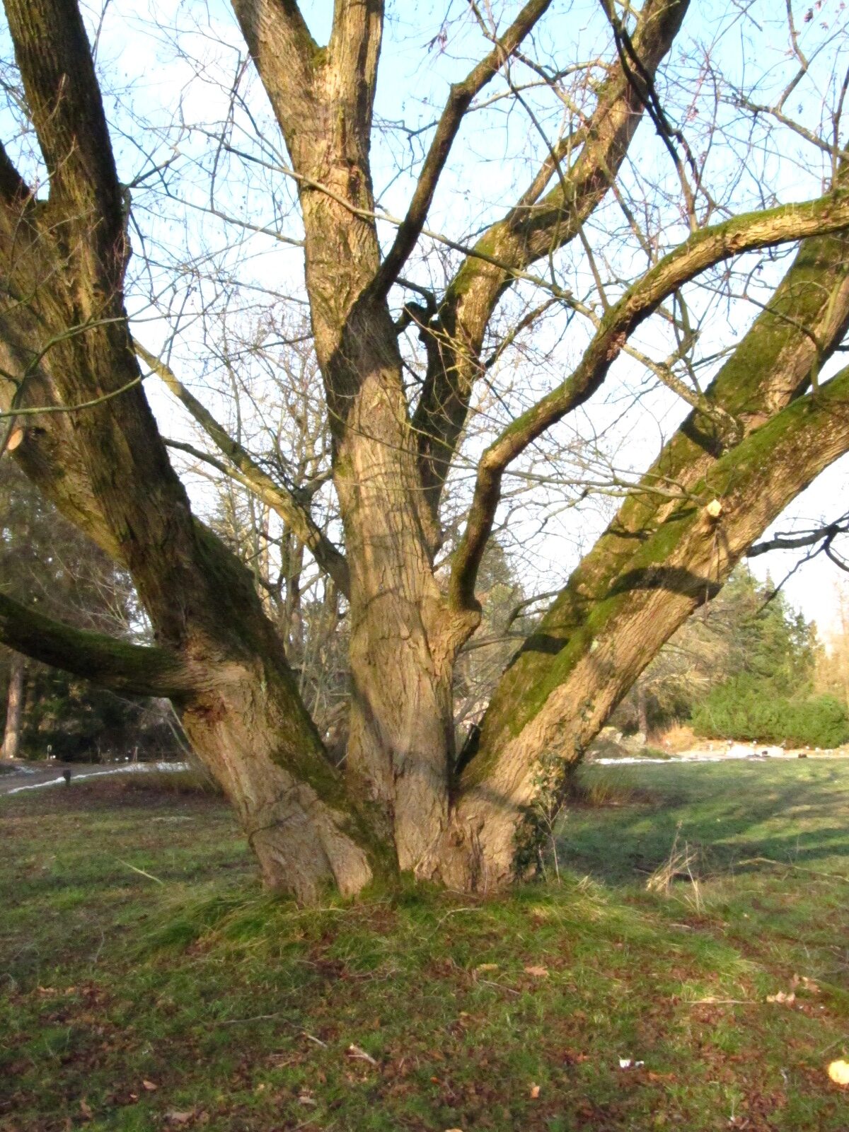 Pterocarya stenoptera - Bot. Garten Hamburg - Jan. 2025