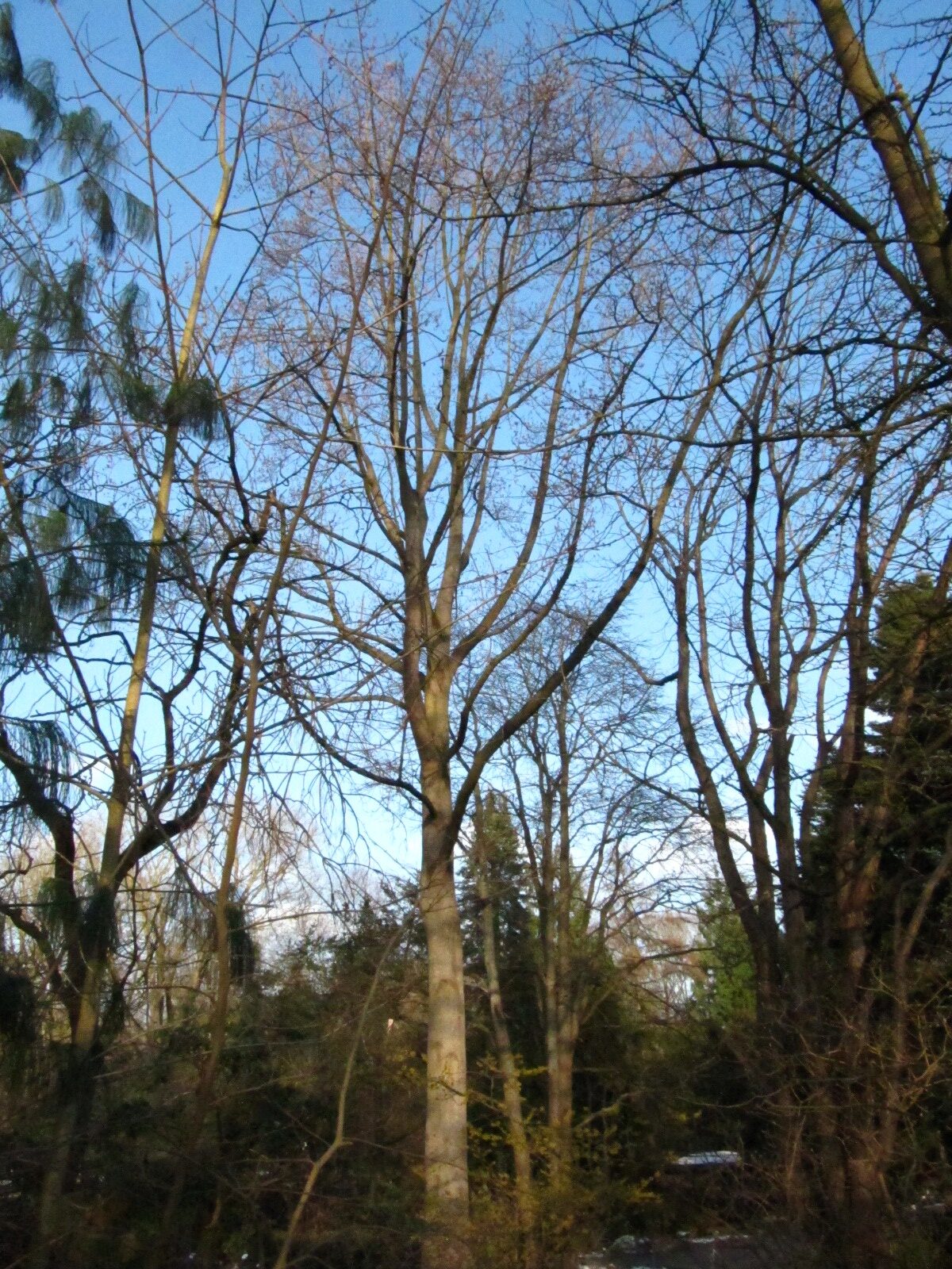 Liriodendron chinense - Bot. Garten Hamburg - Jan. 2026