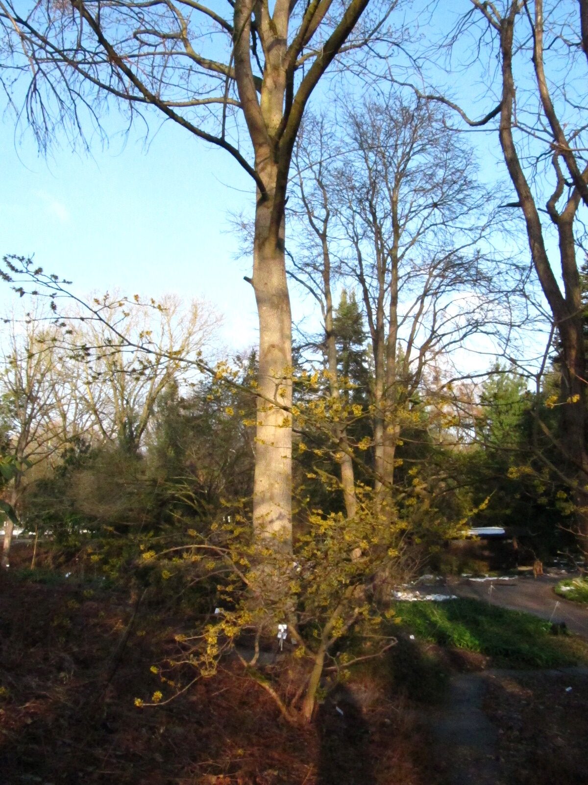 Liriodendron chinense - Bot. Garten Hamburg - Jan. 2026