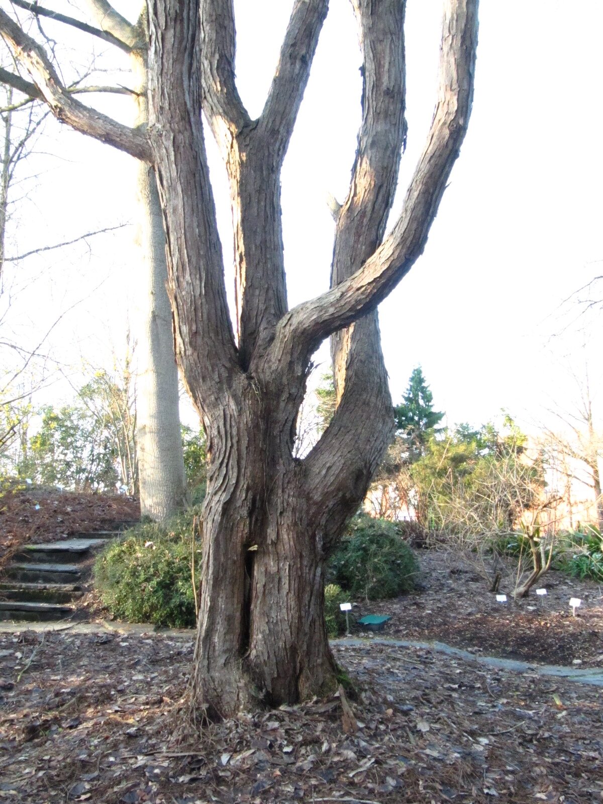 Toona sinensis - Bot. Garten Hamburg - Jan. 2026