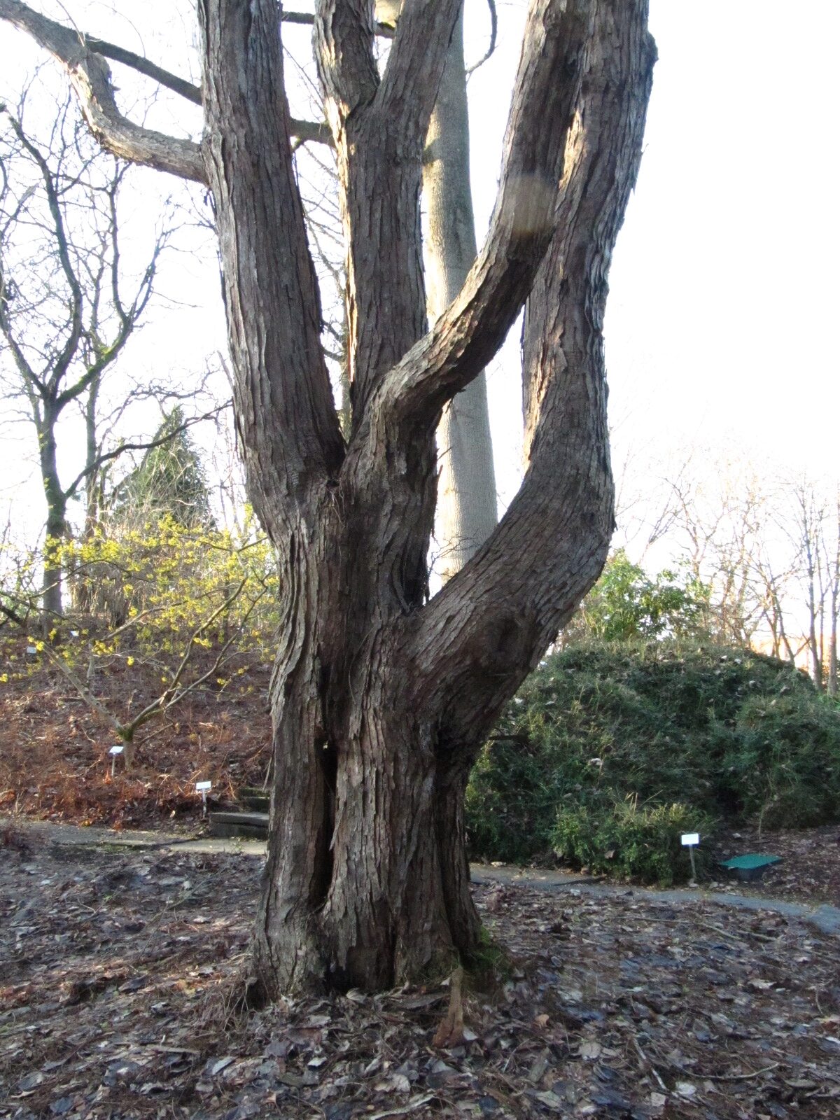 Toona sinensis - Bot. Garten Hamburg - Jan. 2026