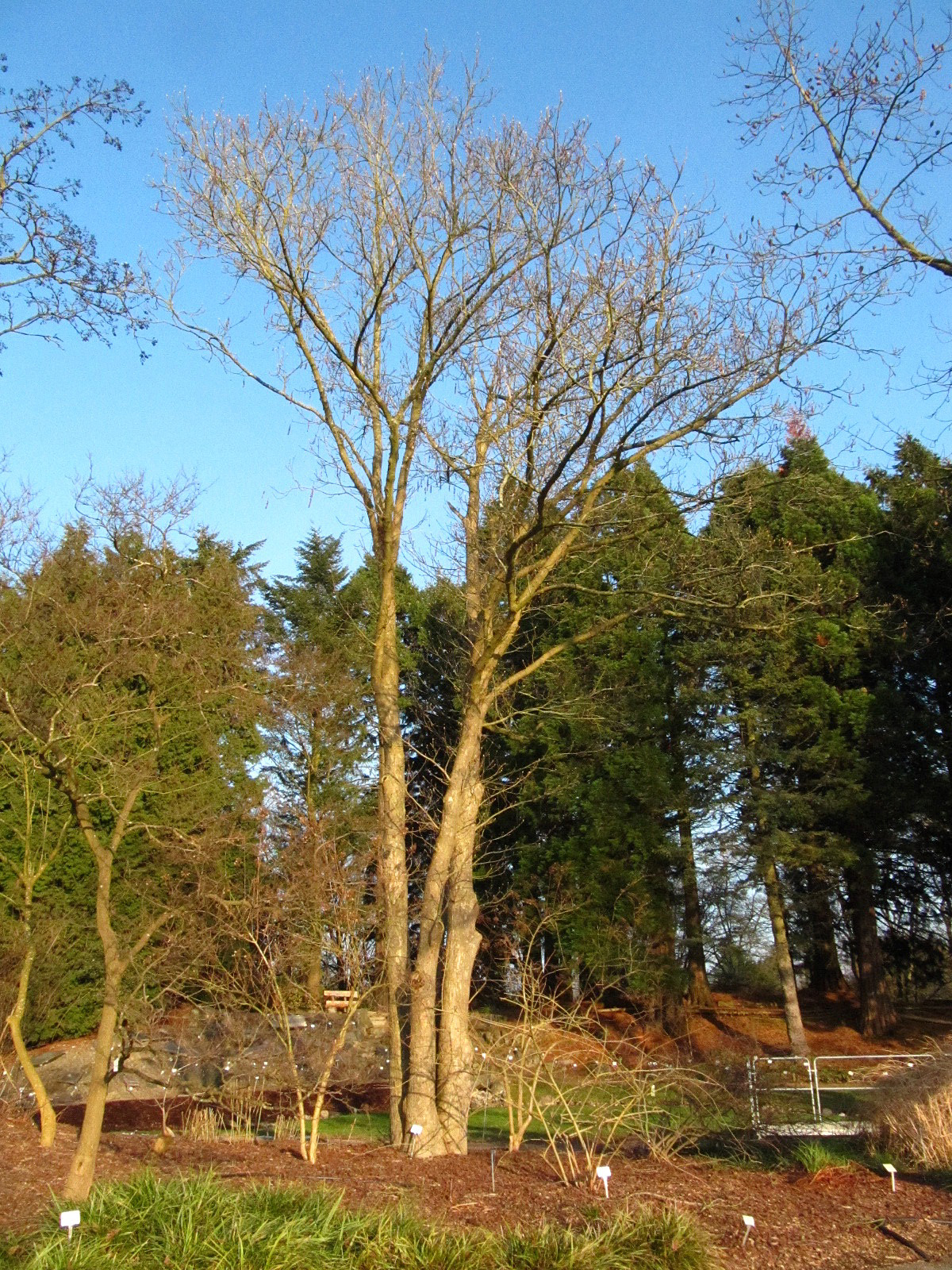 Pterocarya rhoifolia - Bot. Garten Hamburg - Jan. 2026