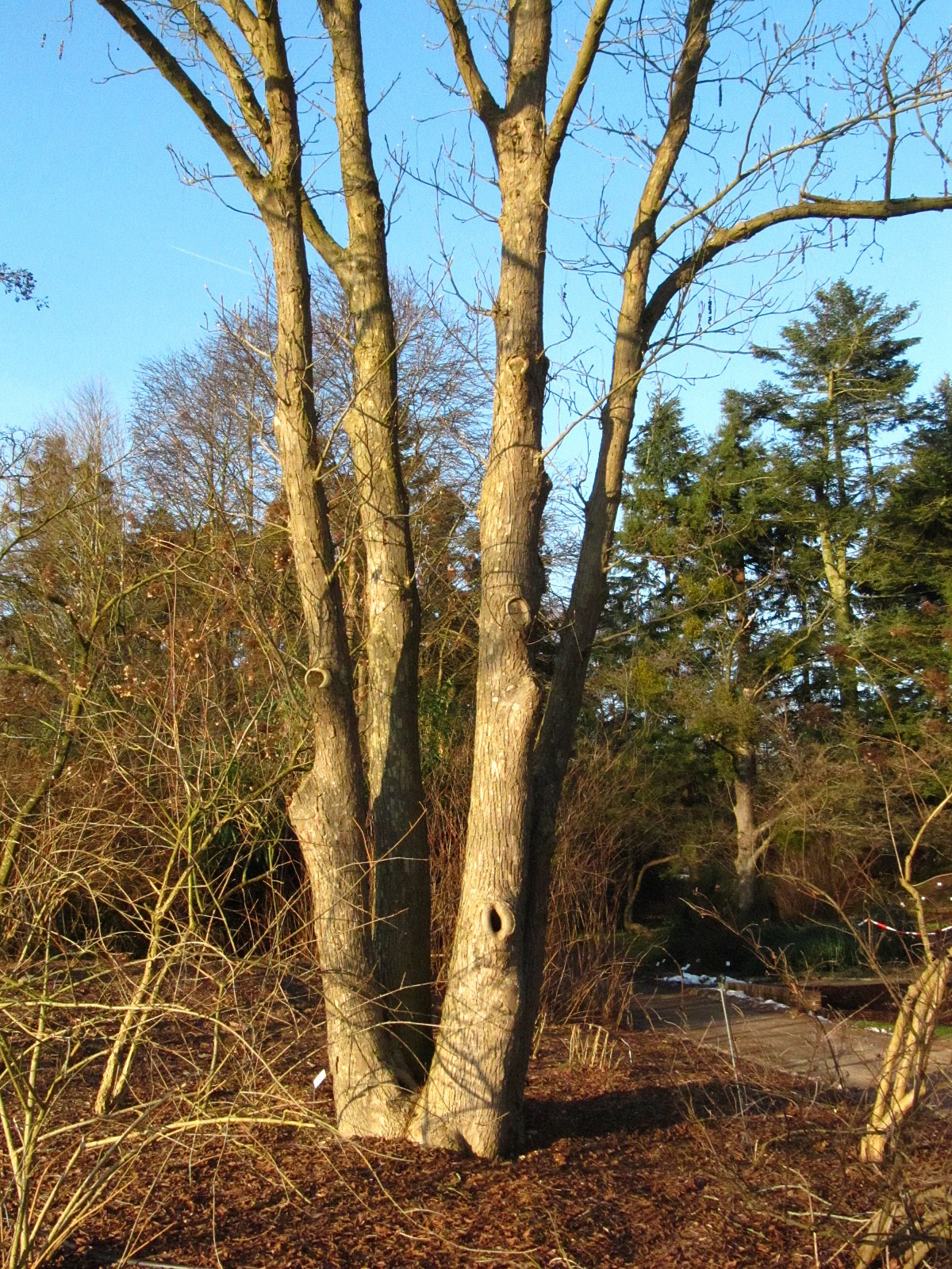 Pterocarya rhoifolia - Bot. Garten Hamburg - Jan. 2026