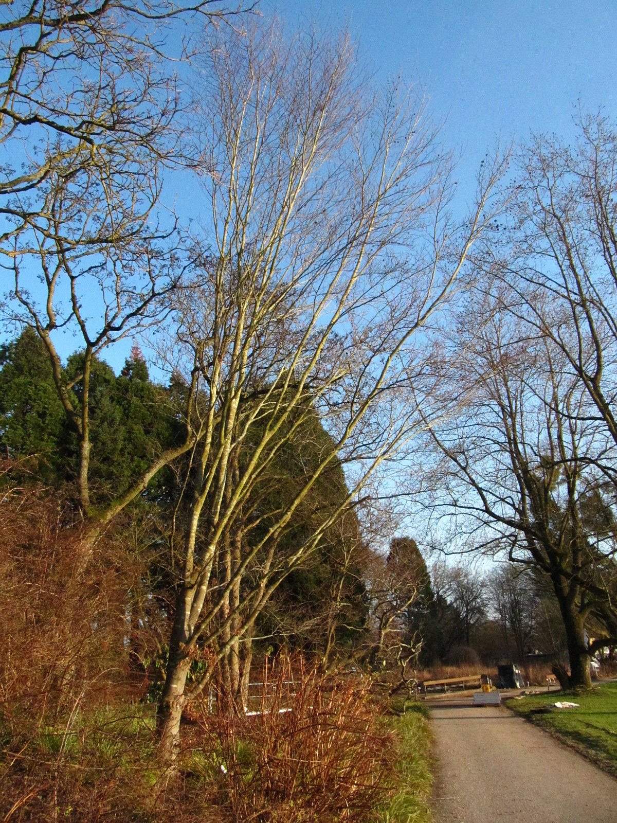 Fagus crenata - Bot. Garten Hamburg - Jan. 2026