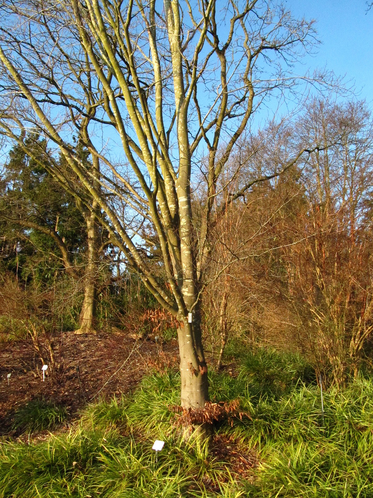 Fagus crenata - Bot. Garten Hamburg - Jan. 2026