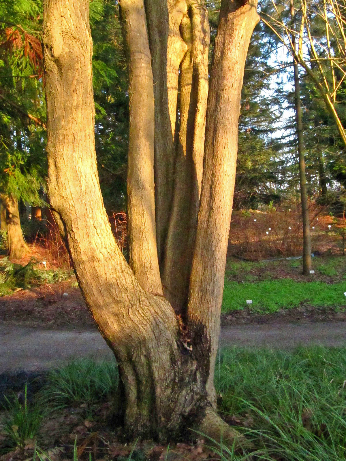 Acer miyabei - Bot. Garten Hamburg - Jan. 2026