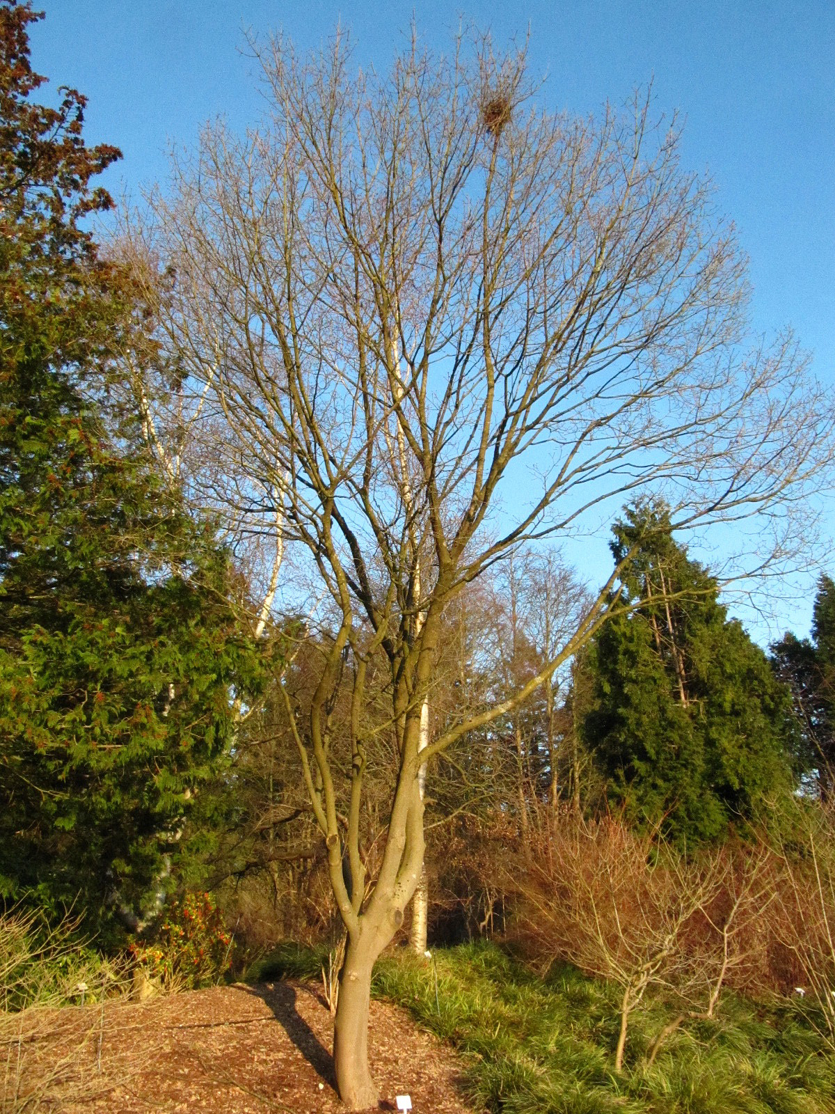 Acer maximowiczianum - Bot. Garten Hamburg - Jan. 2026