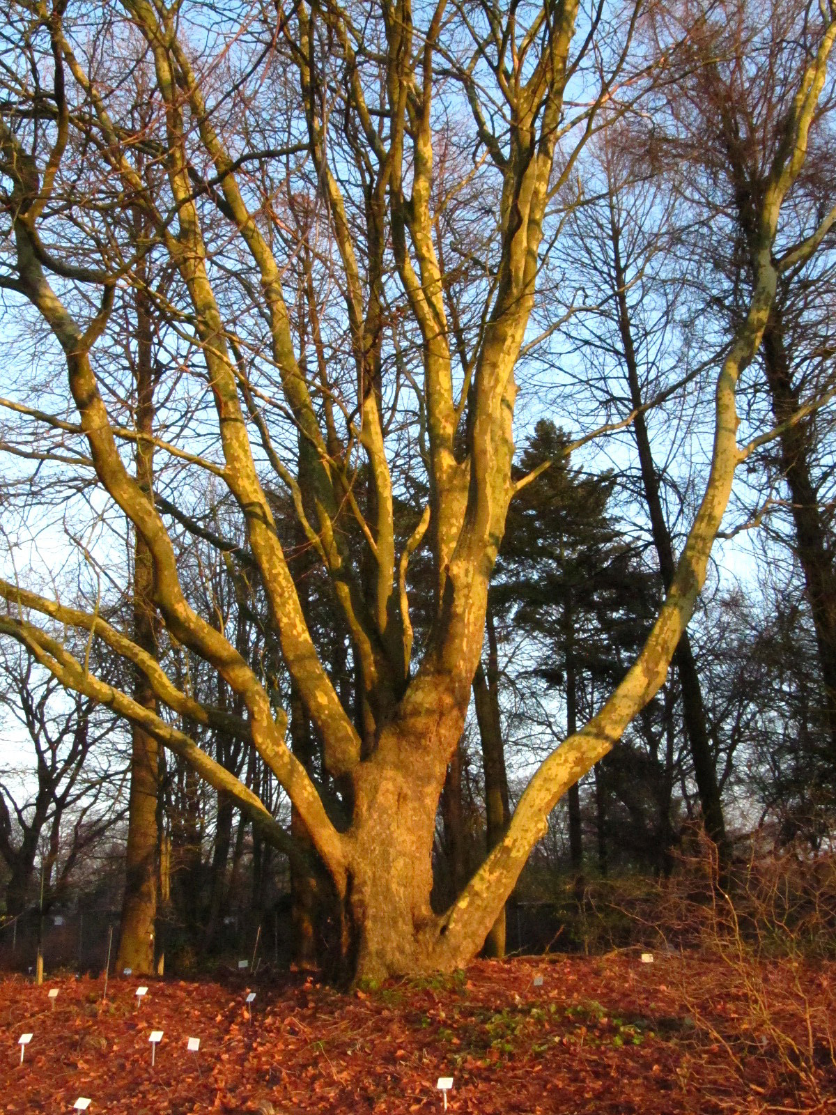 Platanus occidentalis - Bot. Garten Hamburg - Jan. 2026