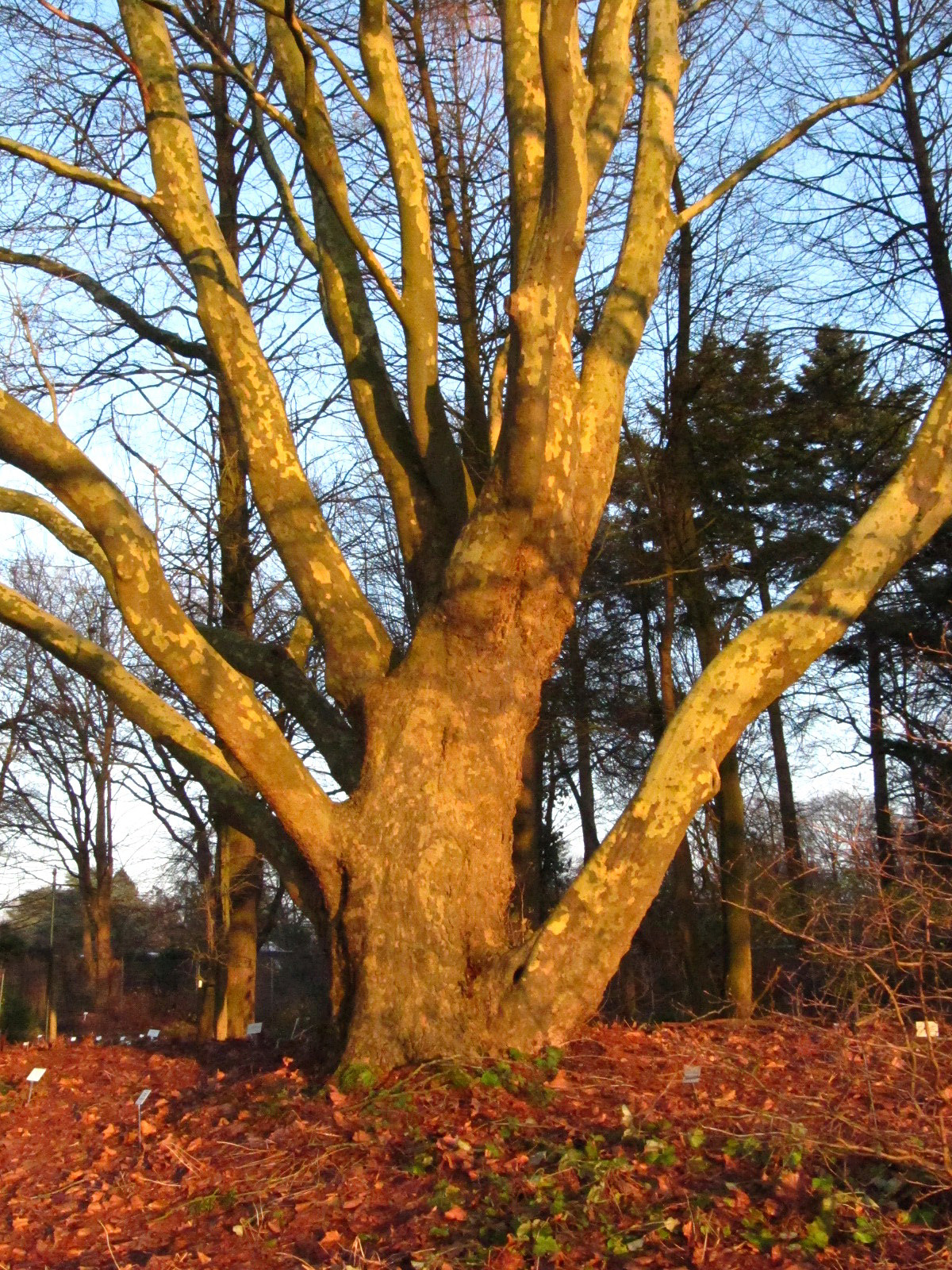 Platanus occidentalis - Bot. Garten Hamburg - Jan. 2026