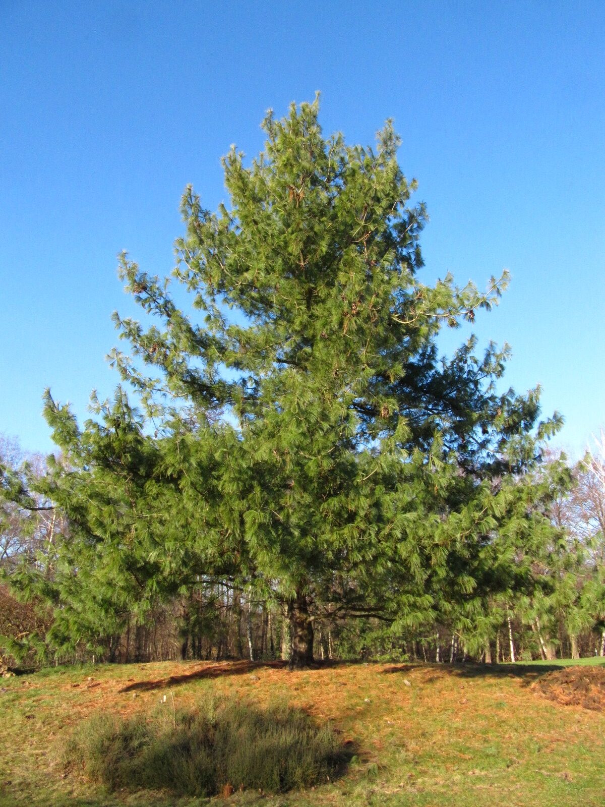 × schwerinii Pinus