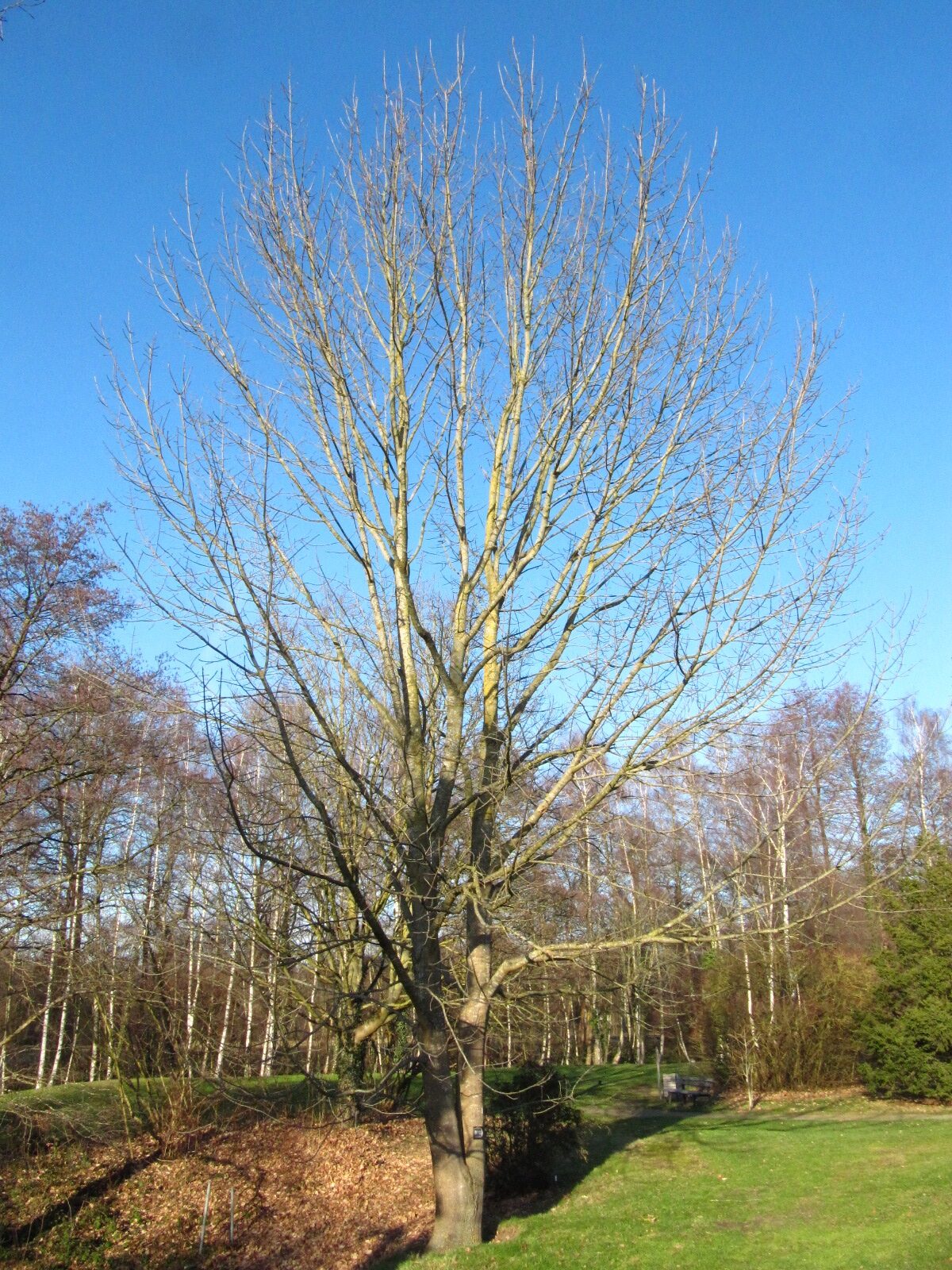 Fraxinus chinensis - Bremen, Iken-Arboretum  - Jan. 2026