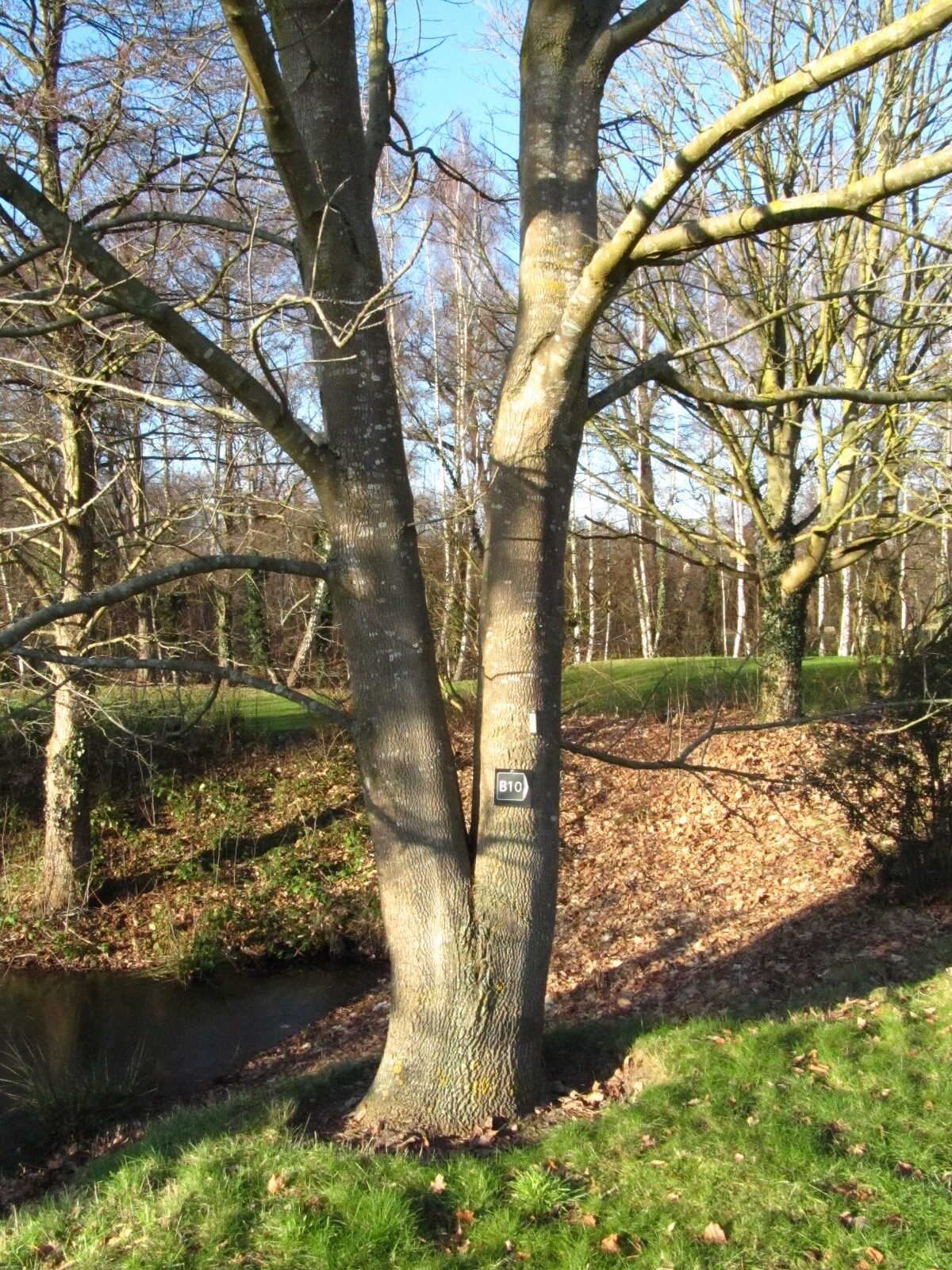 Fraxinus chinensis - Bremen, Iken-Arboretum  - Jan. 2026
