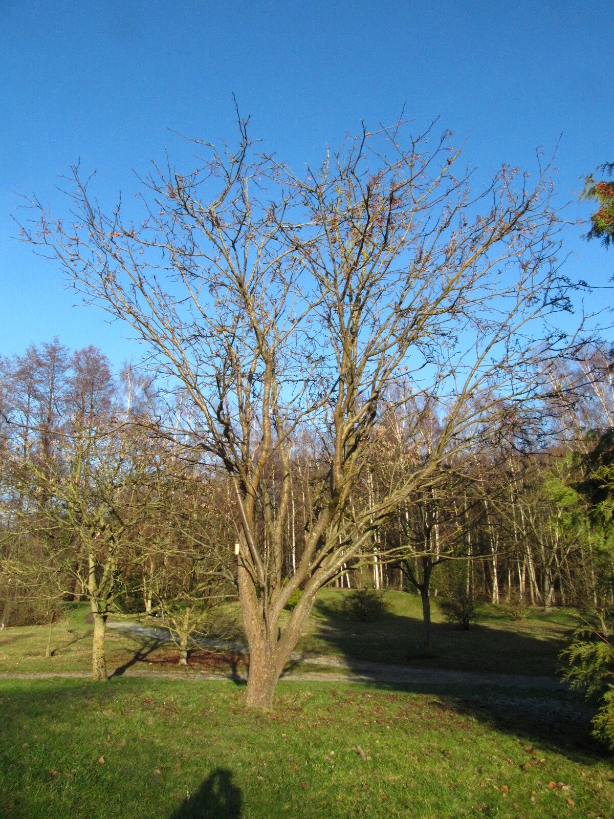 Sorbus hupehensis - Bremen, Iken-Arboretum  - Jan. 2026
