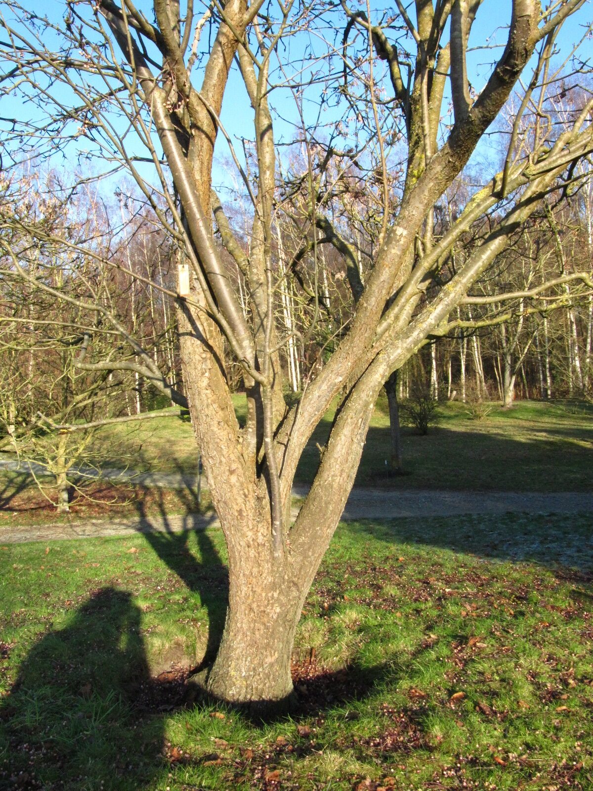 Sorbus hupehensis - Bremen, Iken-Arboretum  - Jan. 2026
