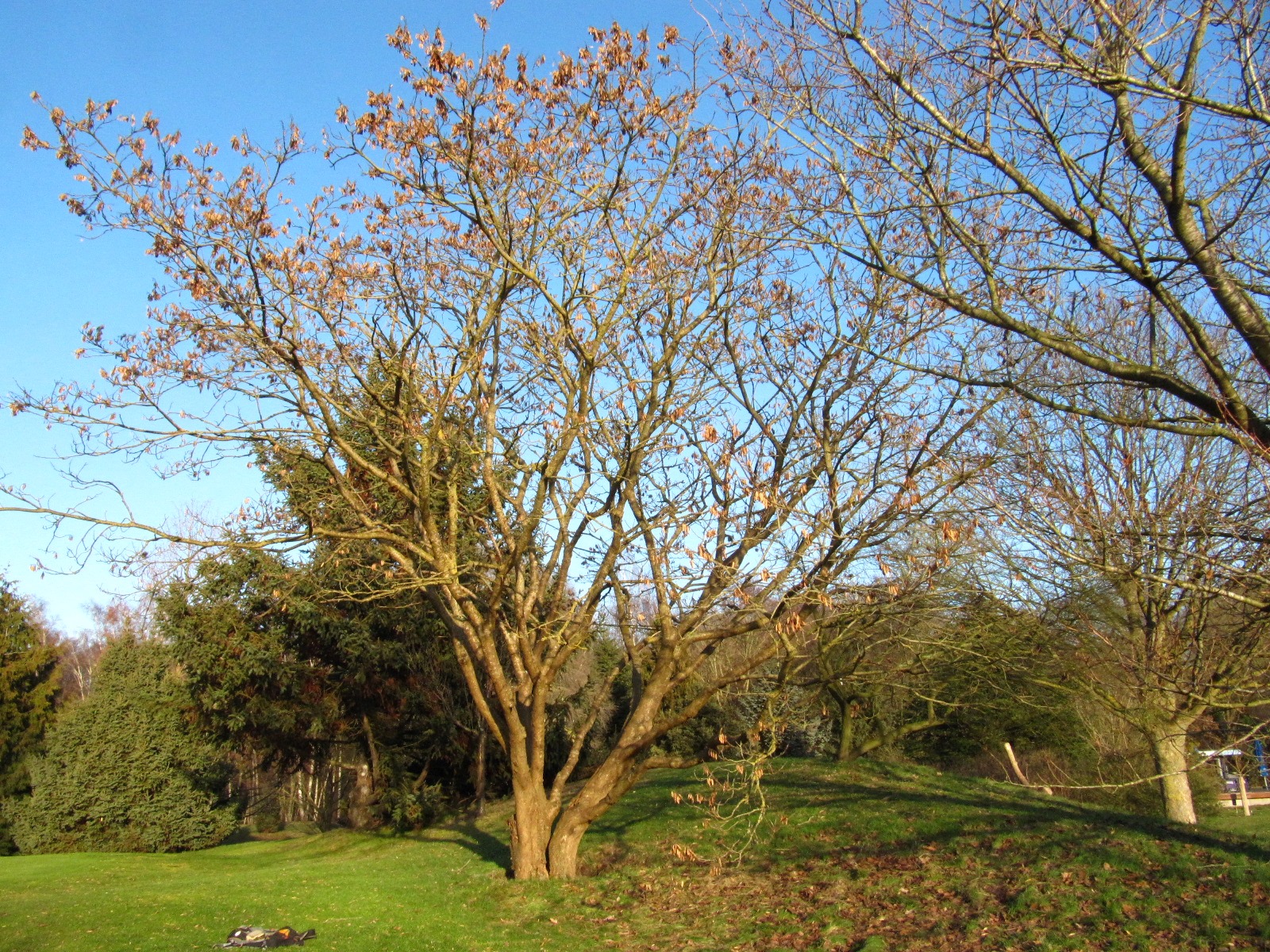 Maackia chinensis - Bremen, Iken-Arboretum  - Jan. 2026
