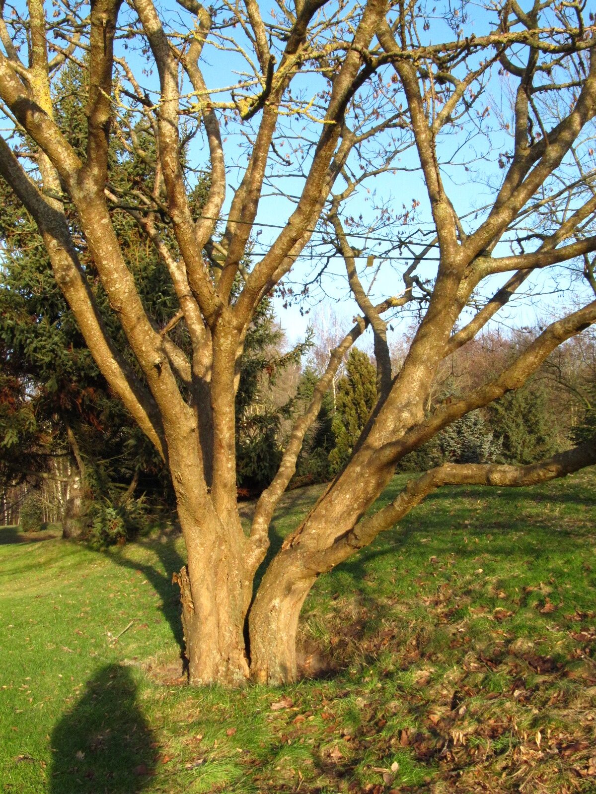 Maackia chinensis - Bremen, Iken-Arboretum  - Jan. 2026