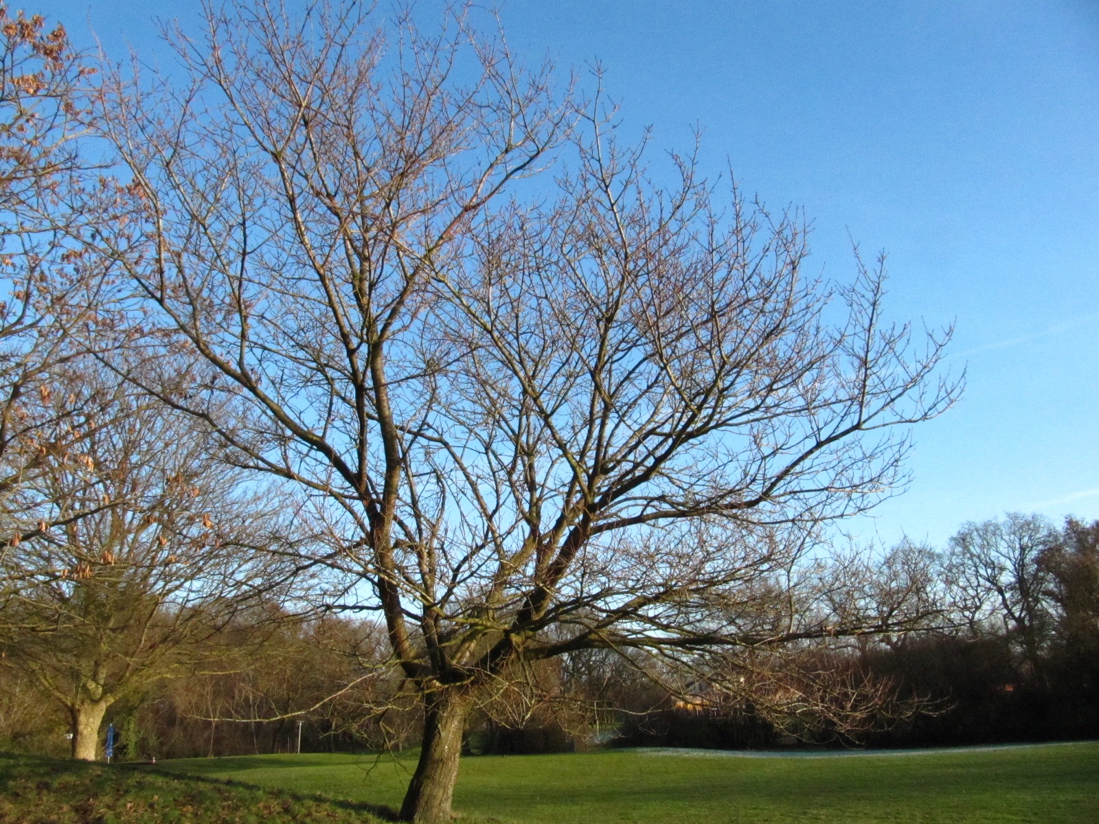 Prunus serrulata