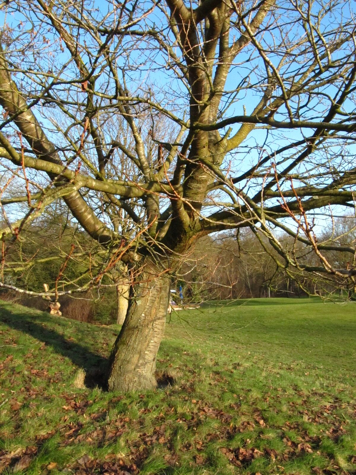 Prunus serrulata - Bremen, Iken-Arboretum  - Jan. 2026