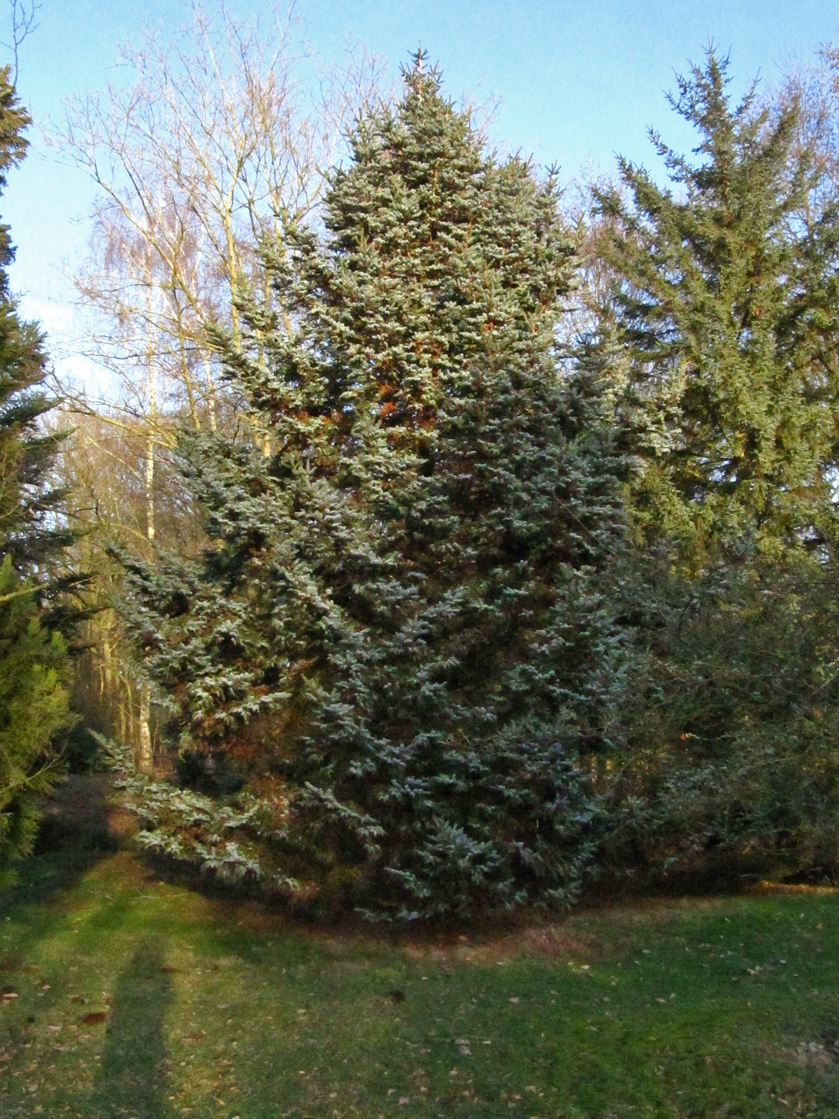 Picea jezoensis - Iken Aboretum, Bremen-Oberneuland - Jan. 2026