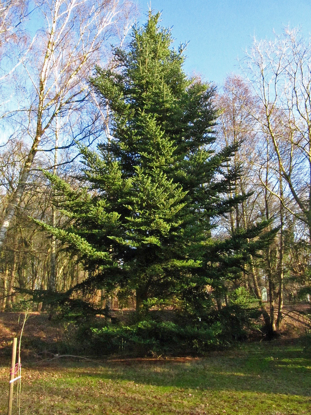 Abies firma - Iken Aboretum, Bremen-Oberneuland - Jan. 2026