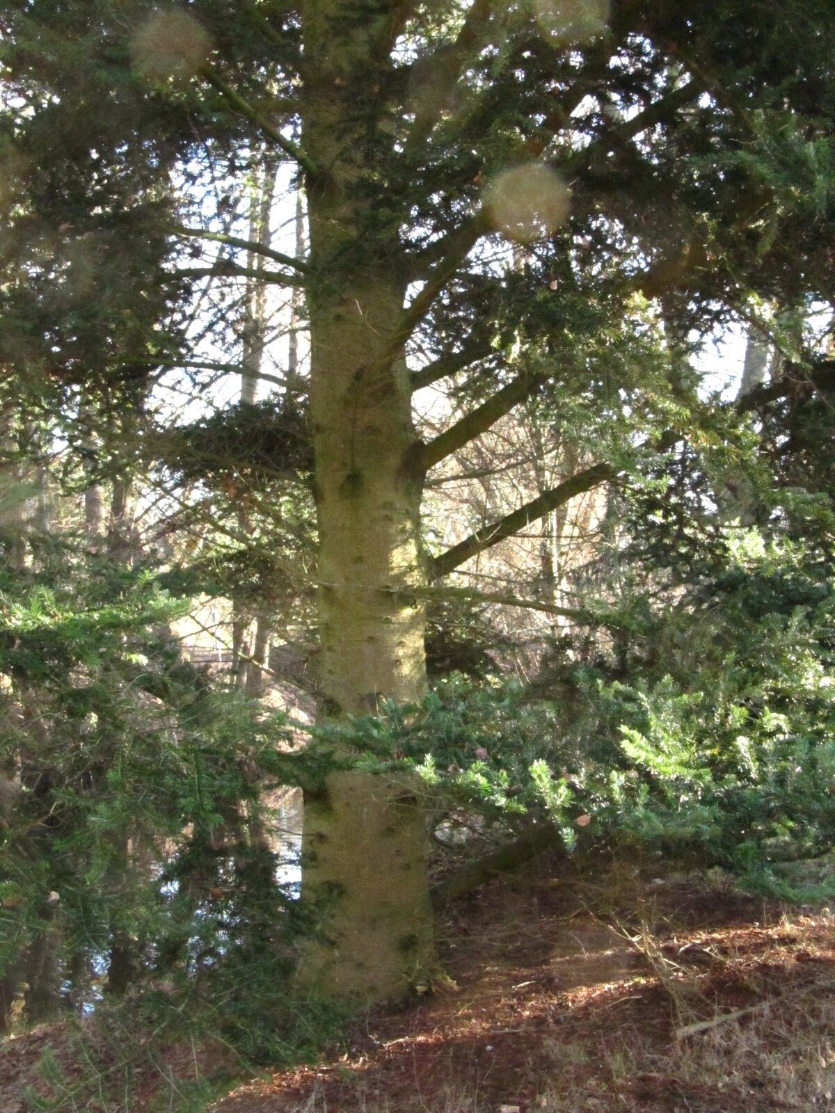 Abies firma - Iken Aboretum, Bremen-Oberneuland - Jan. 2026