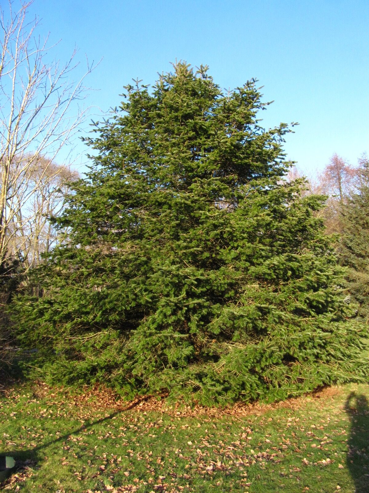 Abies fargesii - Iken Aboretum, Bremen-Oberneuland - Jan. 2026