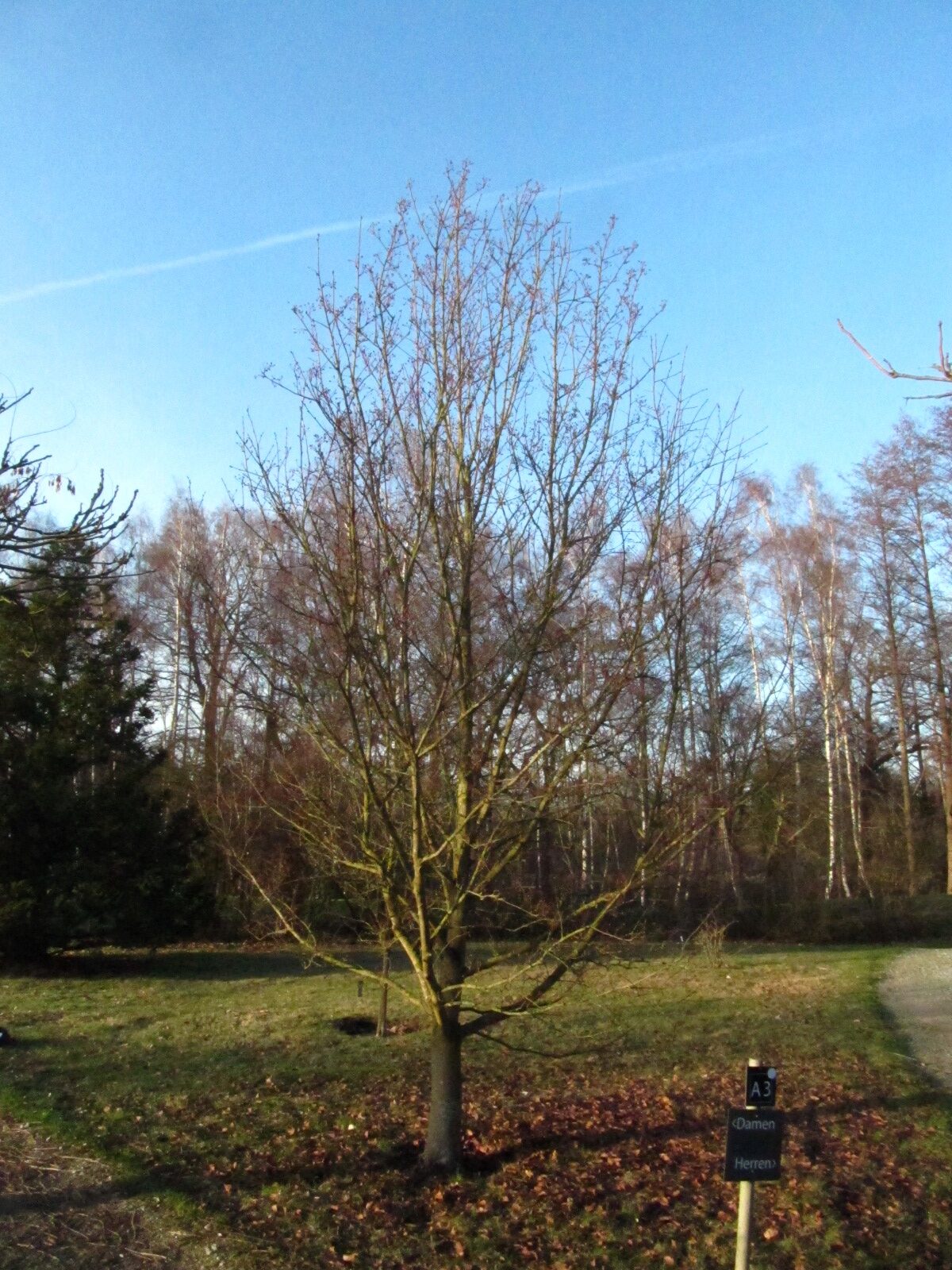 alnifolia Sorbus