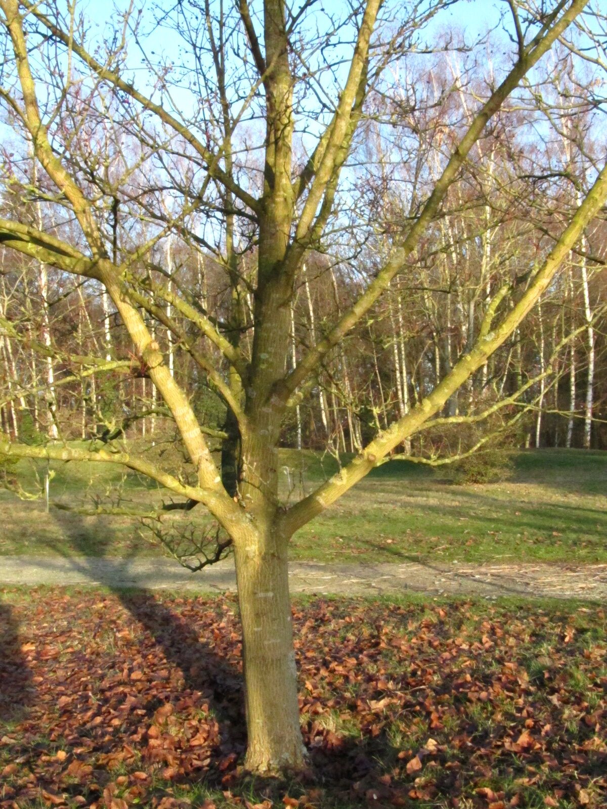 Sorbus alnifolia - Iken Aboretum, Bremen-Oberneuland - Jan. 2026