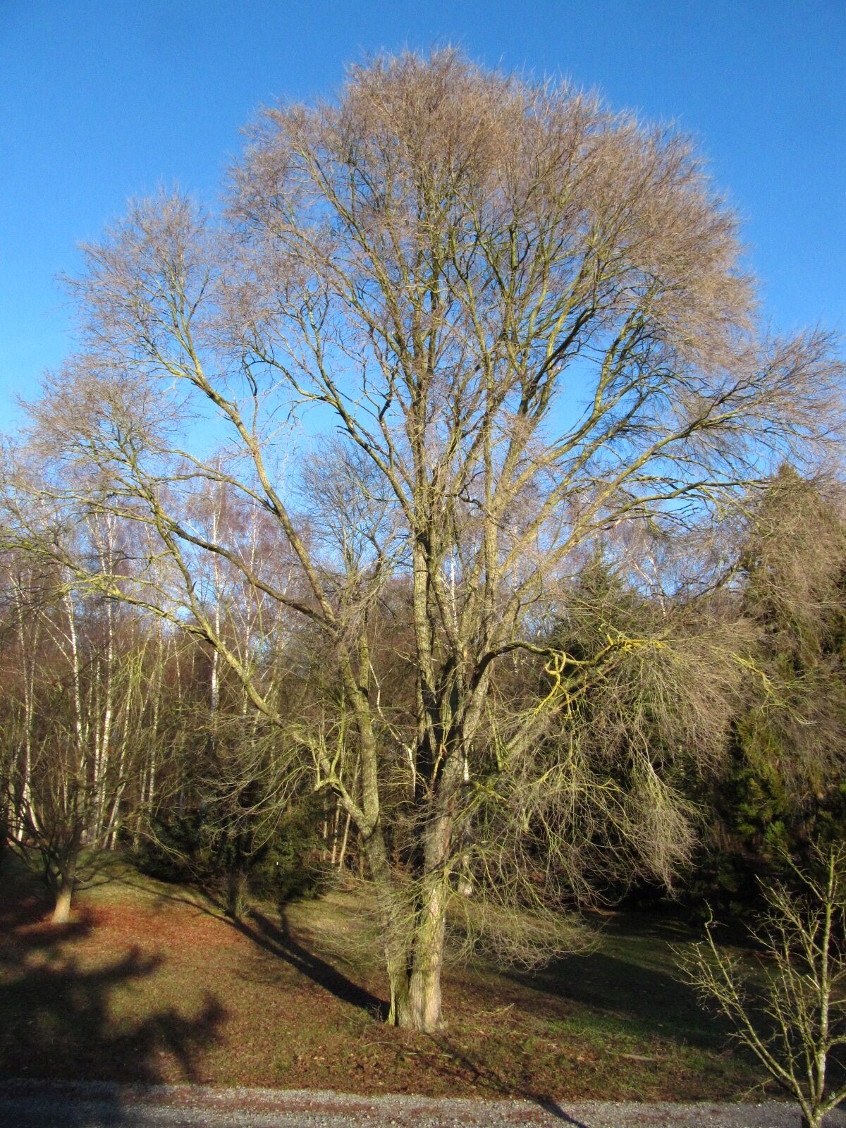 Ulmus pumila var. arborea - Iken Aboretum, Bremen-Oberneuland - Jan. 2026