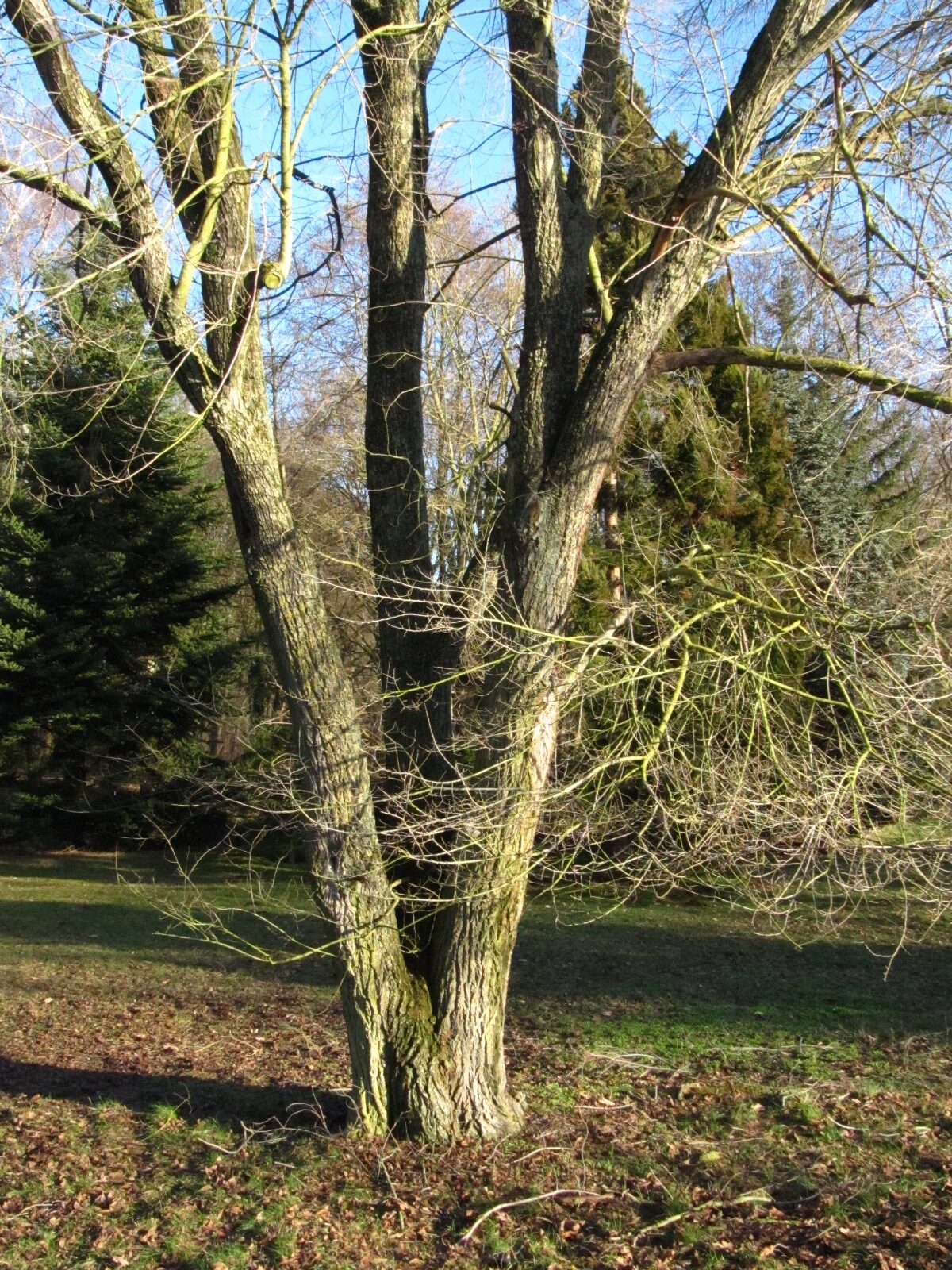 Ulmus pumila var. arborea - Iken Aboretum, Bremen-Oberneuland - Jan. 2026