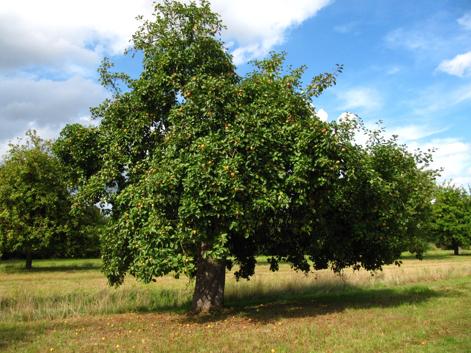 Malus domestica 'Coulon Renette' - Hamburg-Neuengamme - Sept. 2025