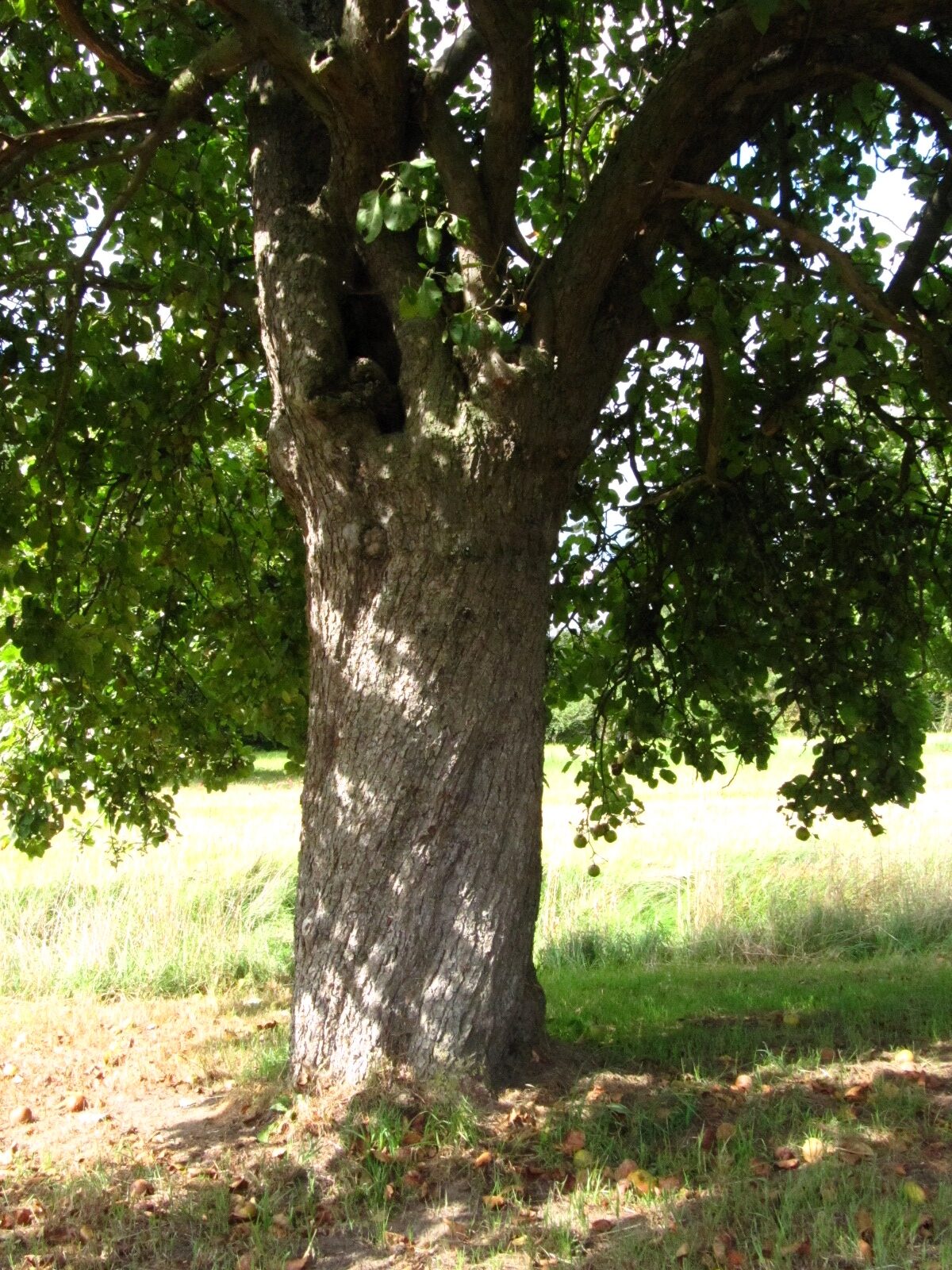 Malus domestica 'Coulon Renette' - Hamburg-Neuengamme - Sept. 2025