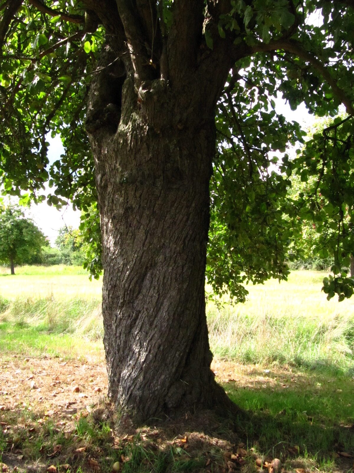 Malus domestica 'Coulon Renette' - Hamburg-Neuengamme - Sept. 2025