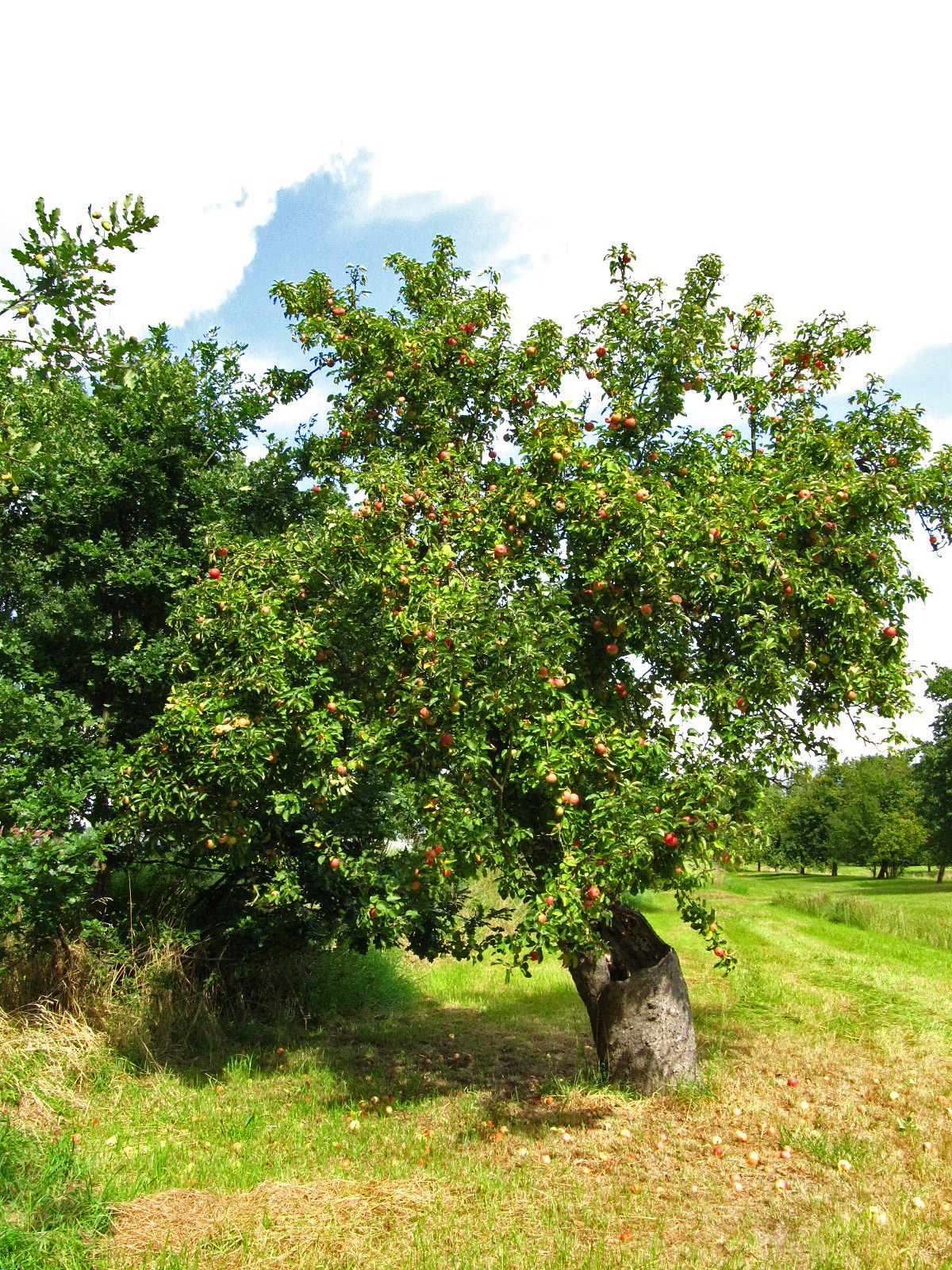 Malus domestica 'Wohlschmecker aus Vierlanden' - Hamburg-Neuengamme - Sept. 2025